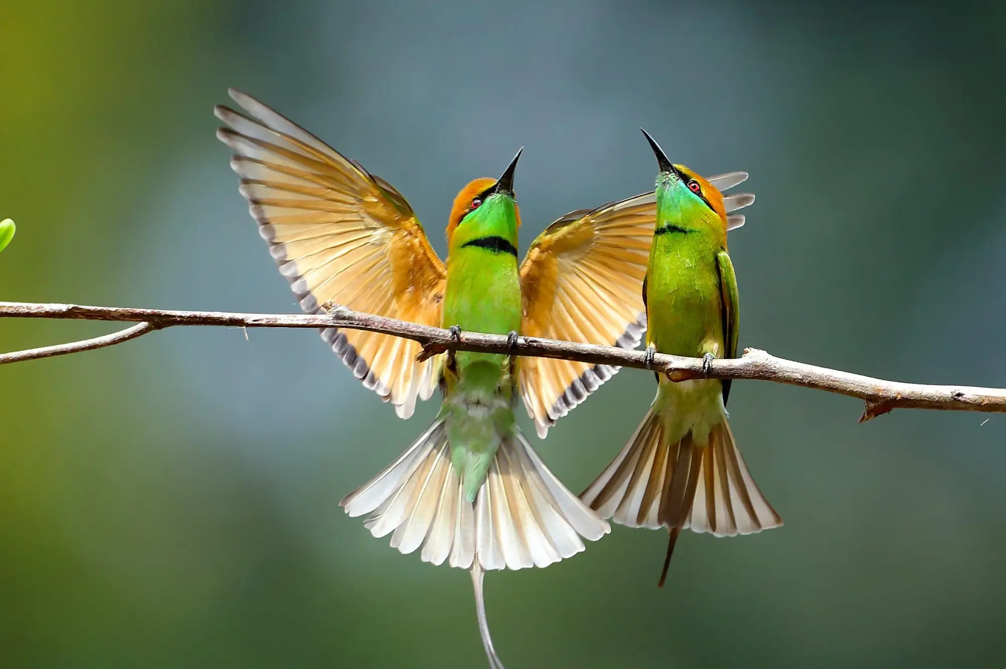 4 Days Bird Viewing Queen Elizabeth Safari Attraction