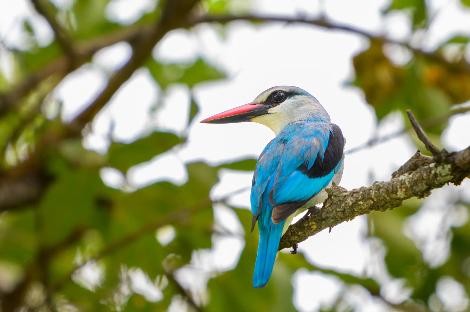 4 Days Bird Viewing Queen Elizabeth Safari Attraction