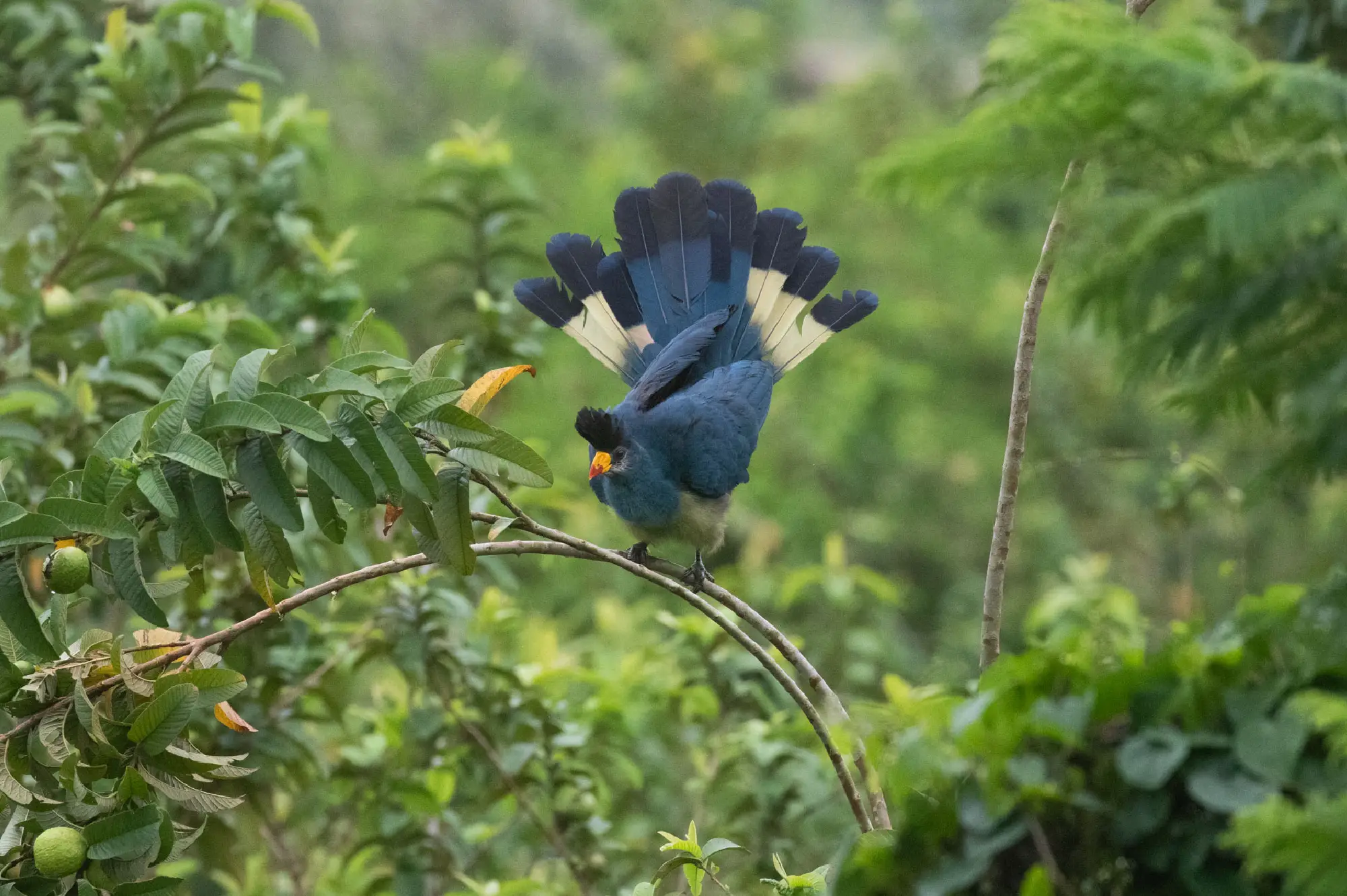 4 Days Bird Viewing Queen Elizabeth Safari Attraction