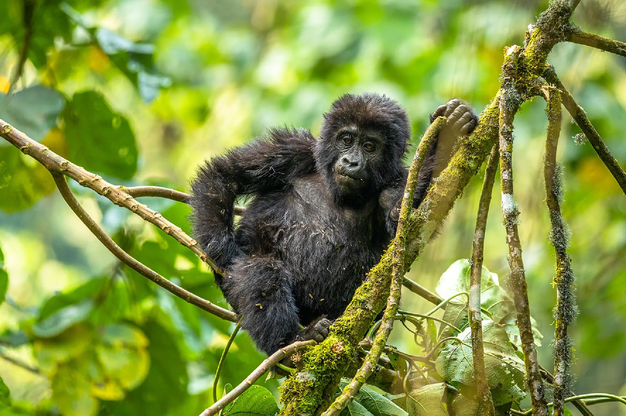 4 Days Bwindi Tour Attractions