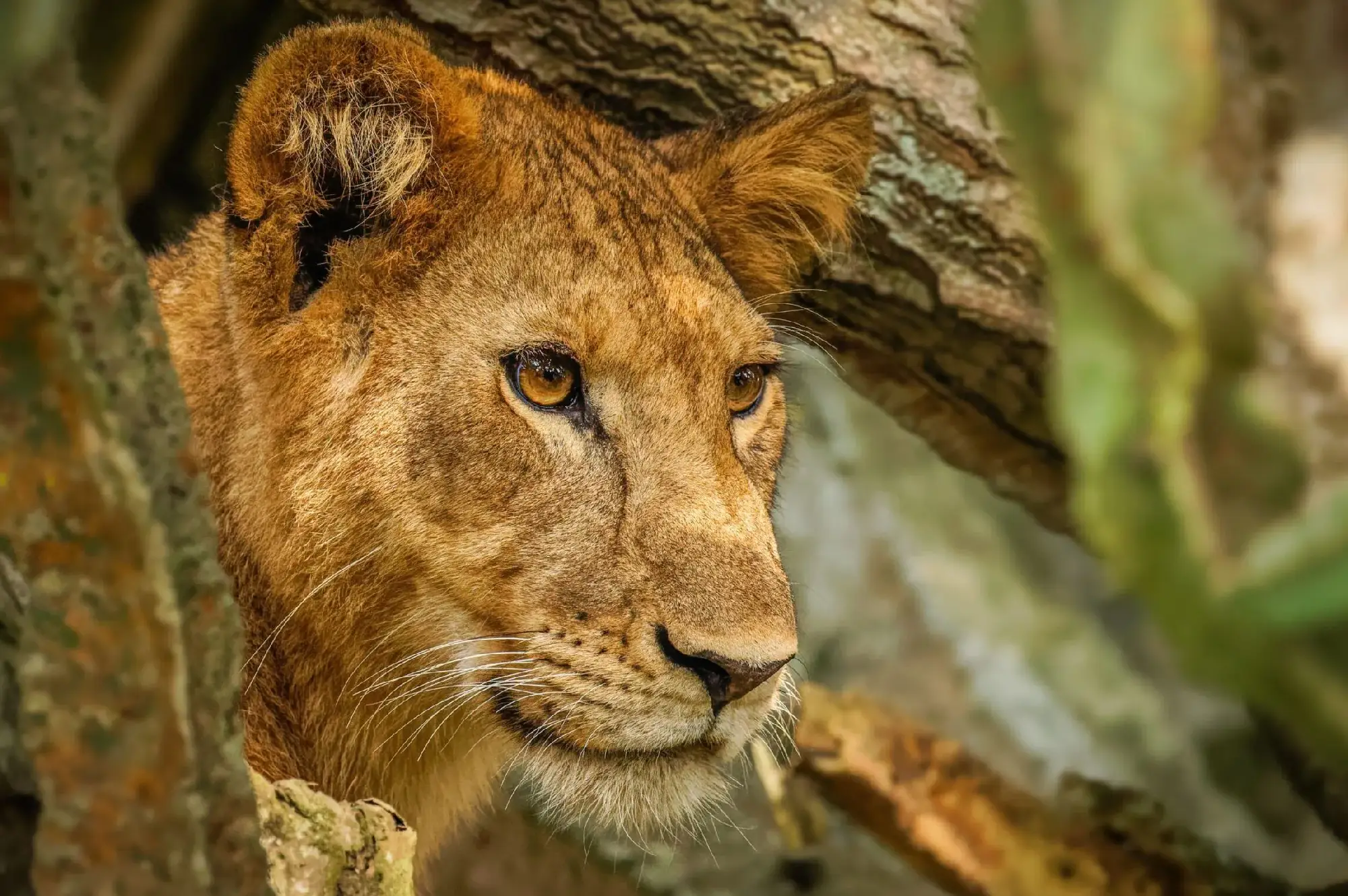 4 Days Chimpanzees and Crater Lakes Safari in Uganda Attraction