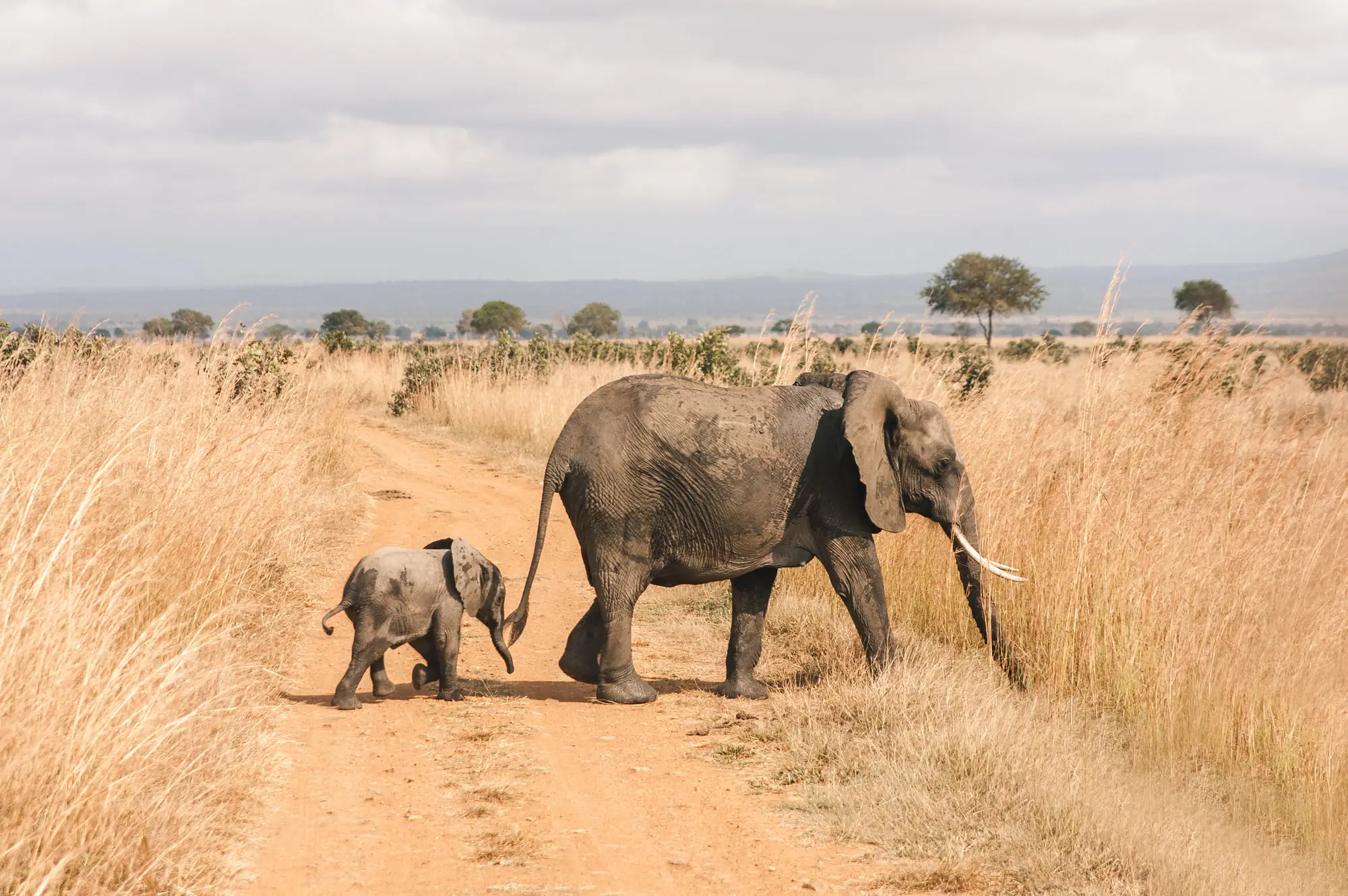 4 days Family Queen Elizabeth National Park Safari Attraction