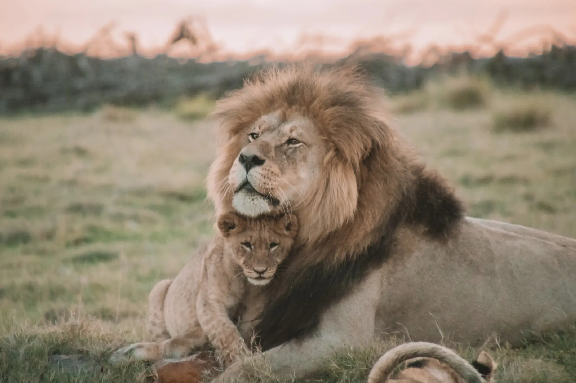 4 days Family Queen Elizabeth National Park Safari Attraction