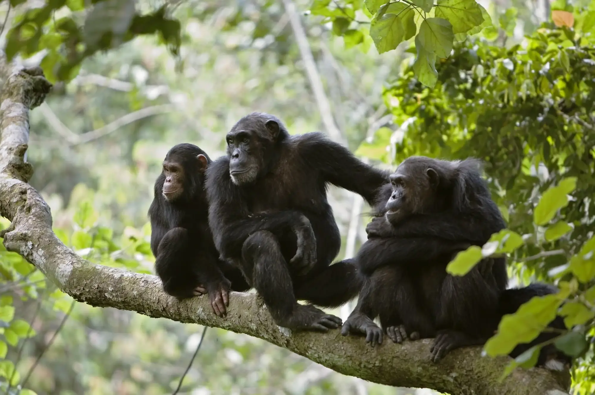4 days Family Queen Elizabeth National Park Safari Attraction