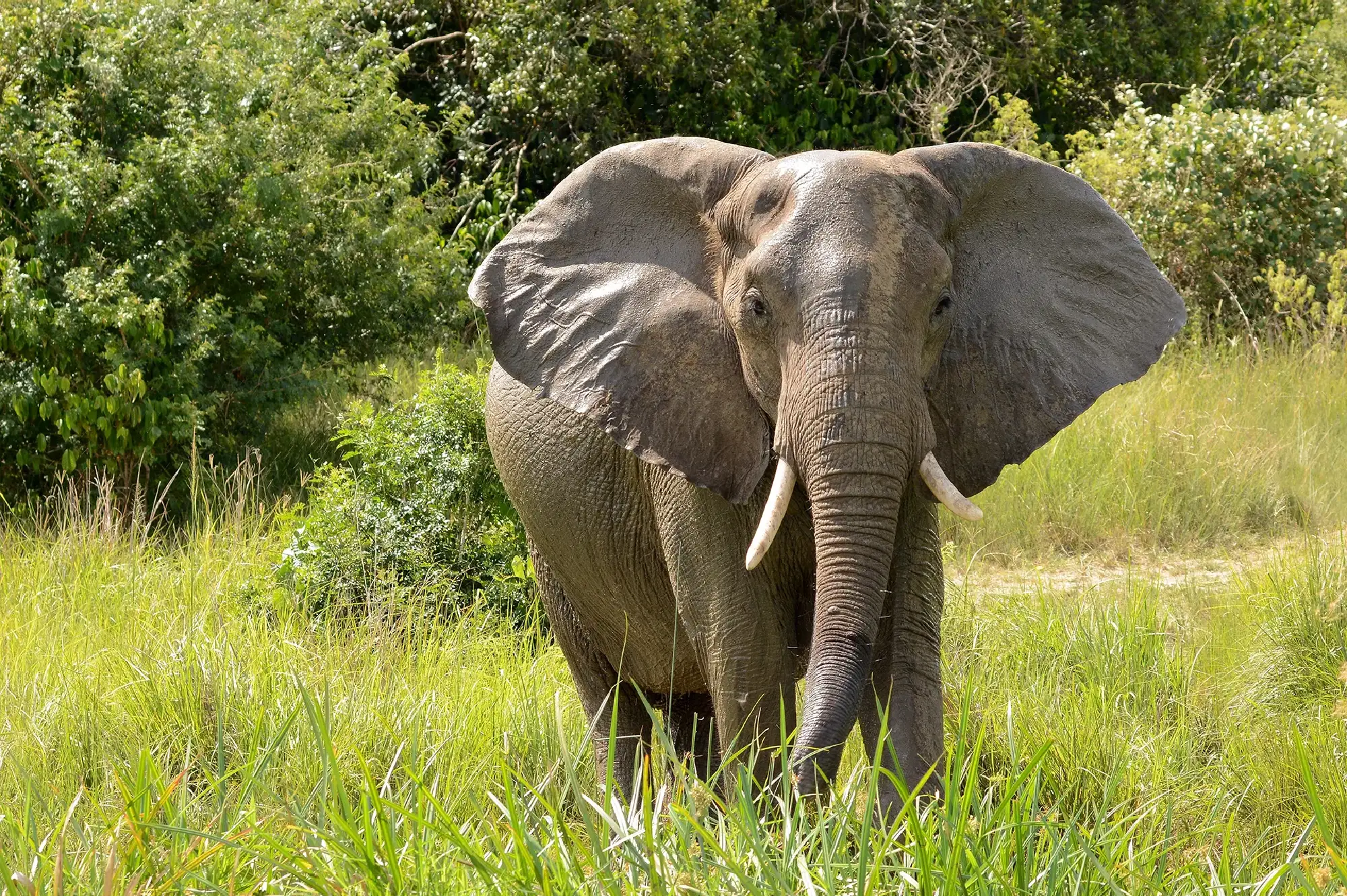 4 days Murchison Falls safari Attraction