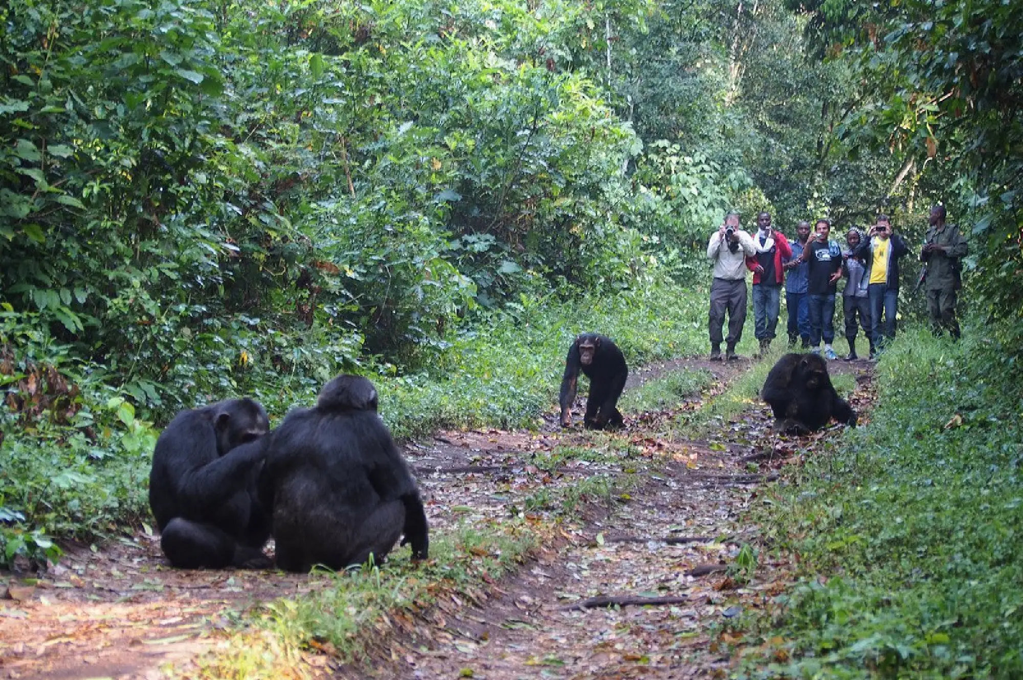 4 Days Nyungwe Chimpanzee Trek Attractions