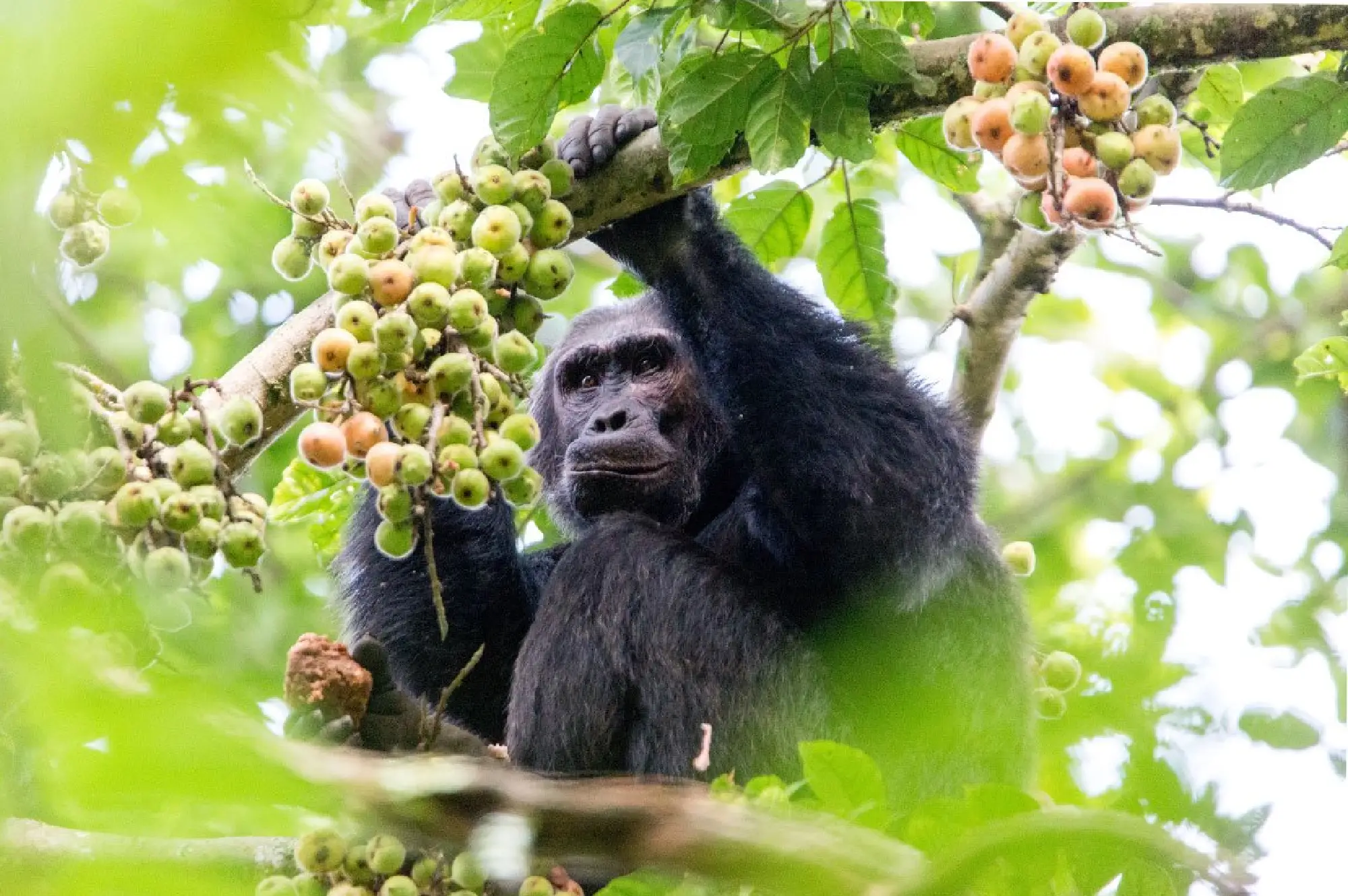 4 Days Nyungwe Chimpanzee Trek Attractions