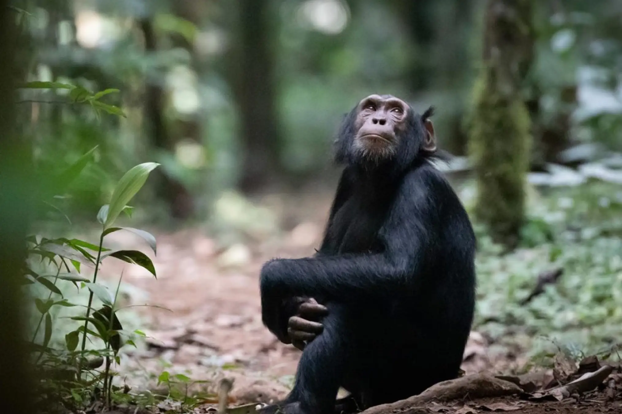 4 Days Nyungwe Chimpanzee Trek Attractions