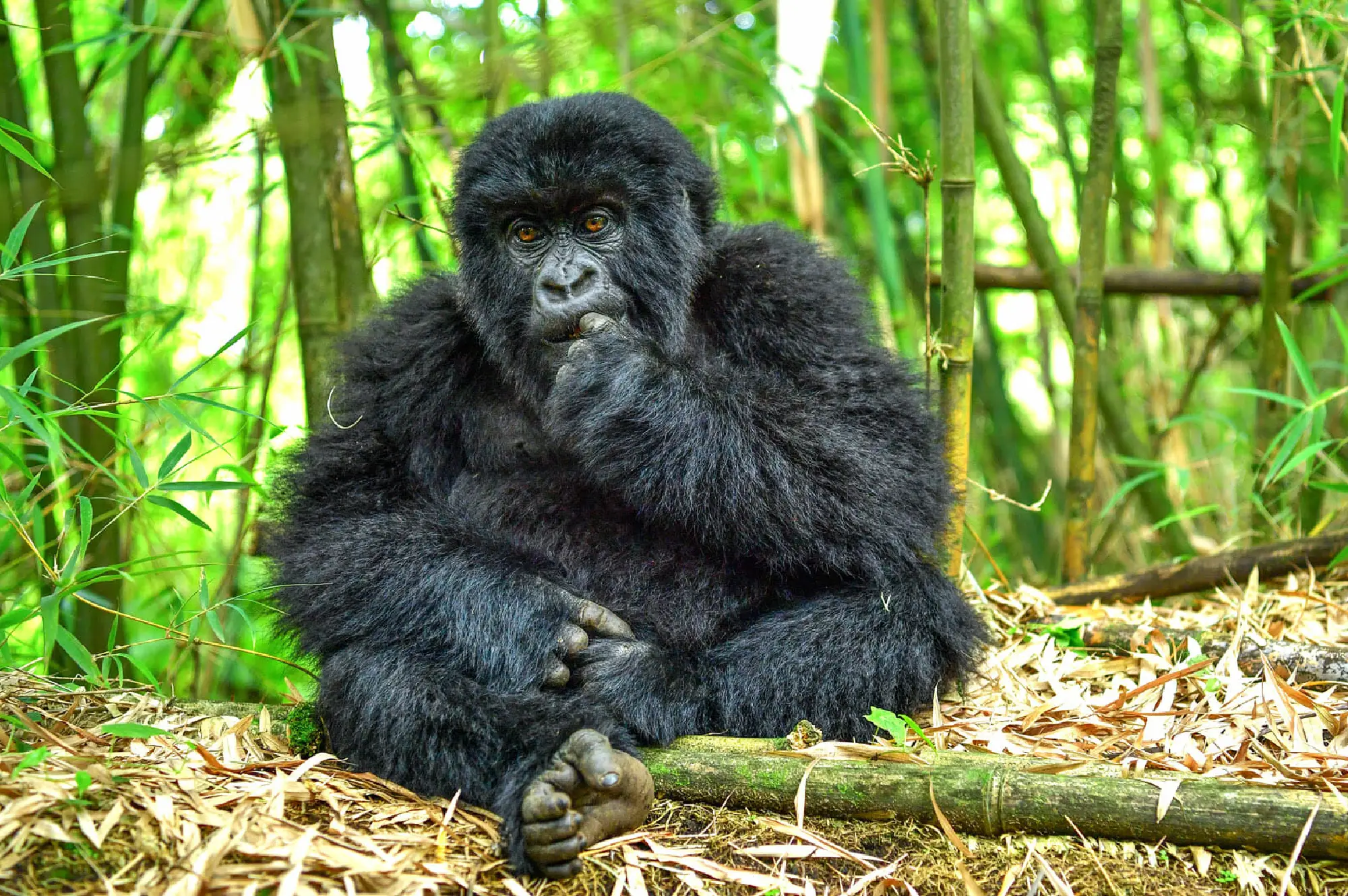 4 Days Rwanda Gorilla Trekking and Mount Bisoke Hike Attractions