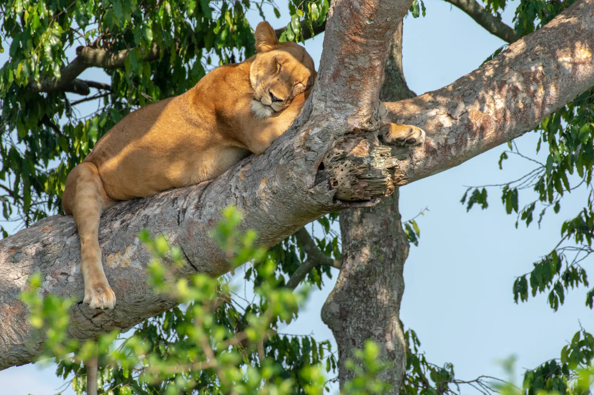 4 Days Wild Safari Queen Elizabeth Attraction