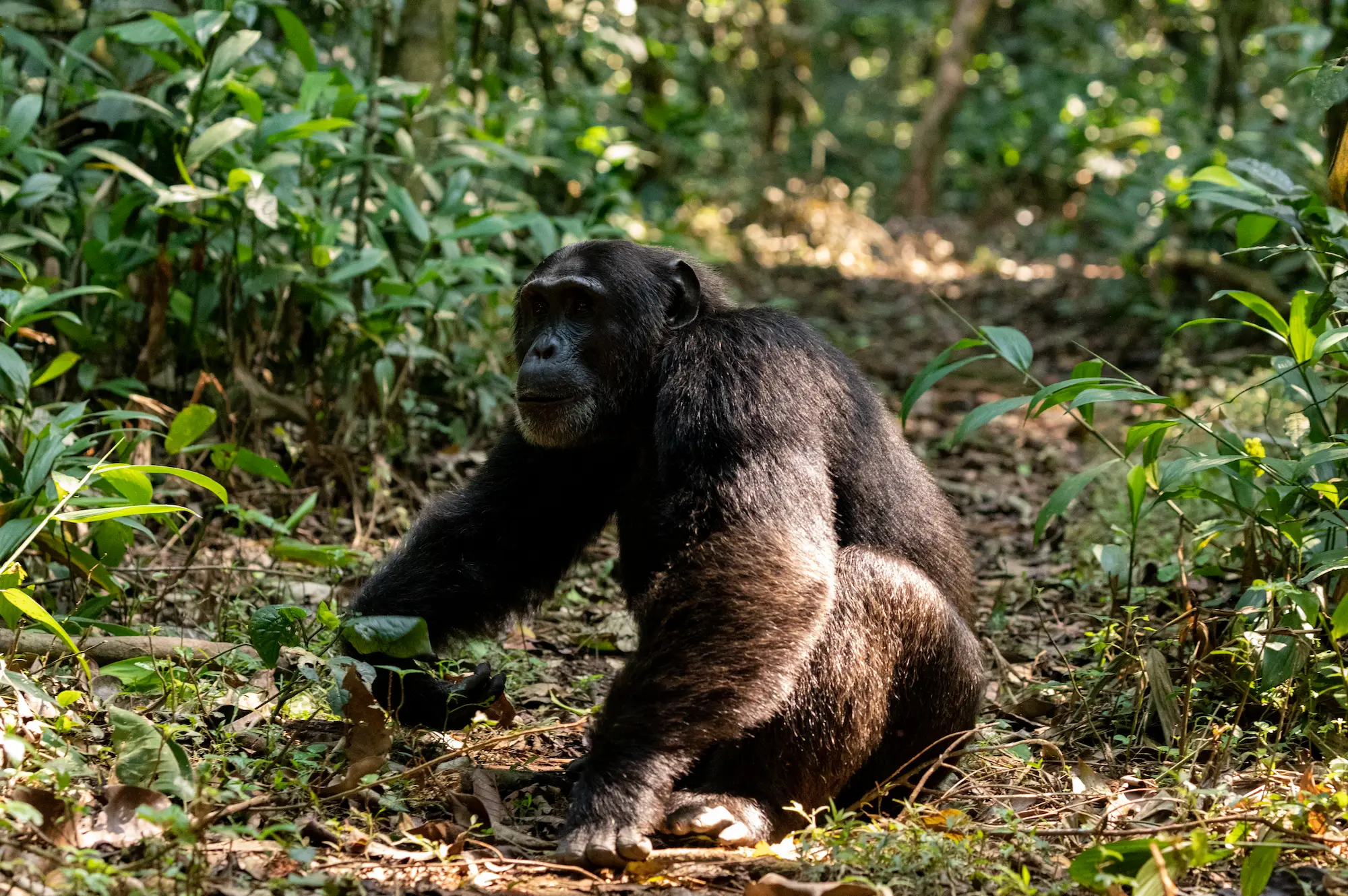 4 Days Wild Safari Queen Elizabeth Attraction