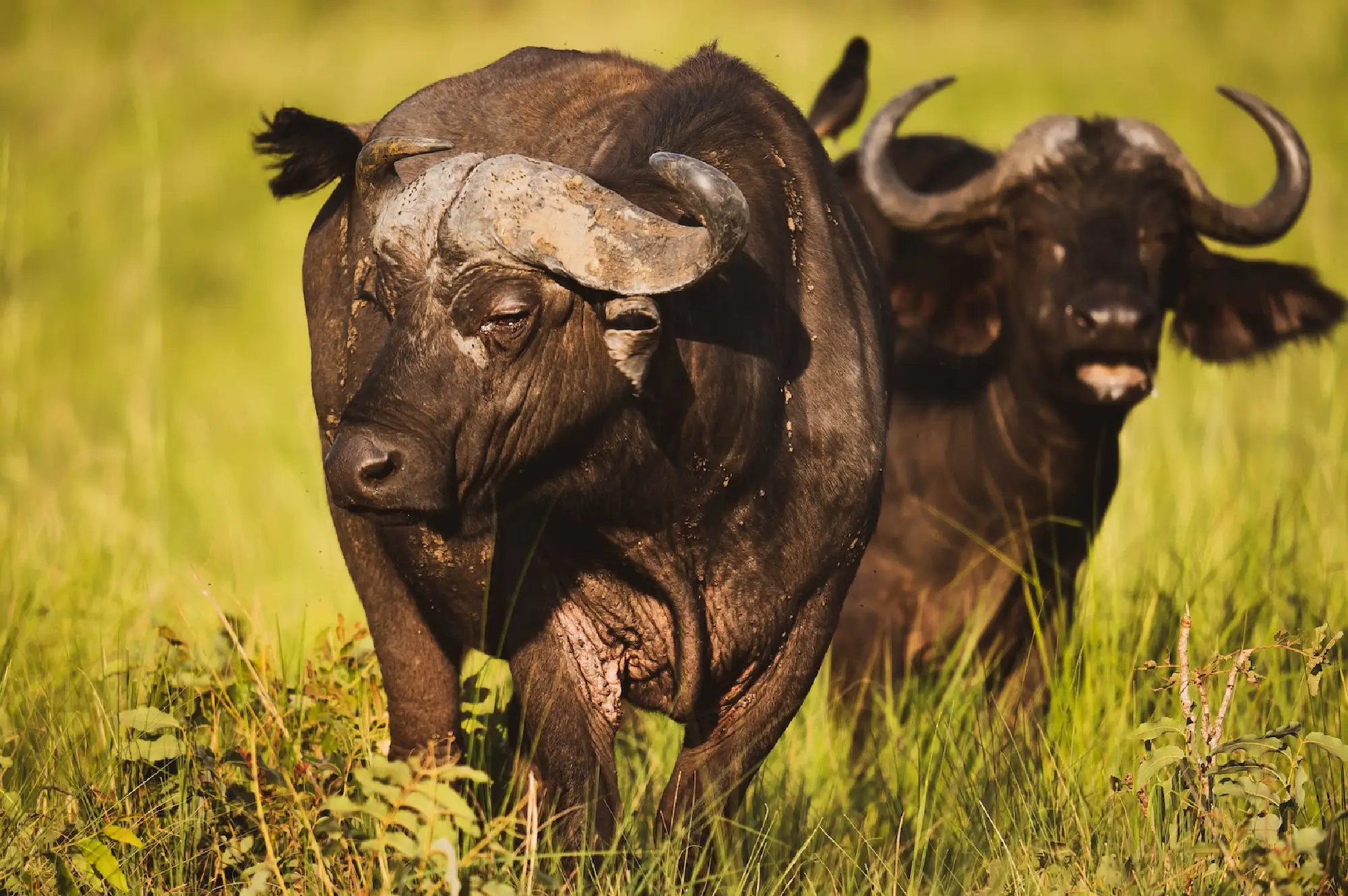 4 Days Wild Safari Queen Elizabeth Attraction