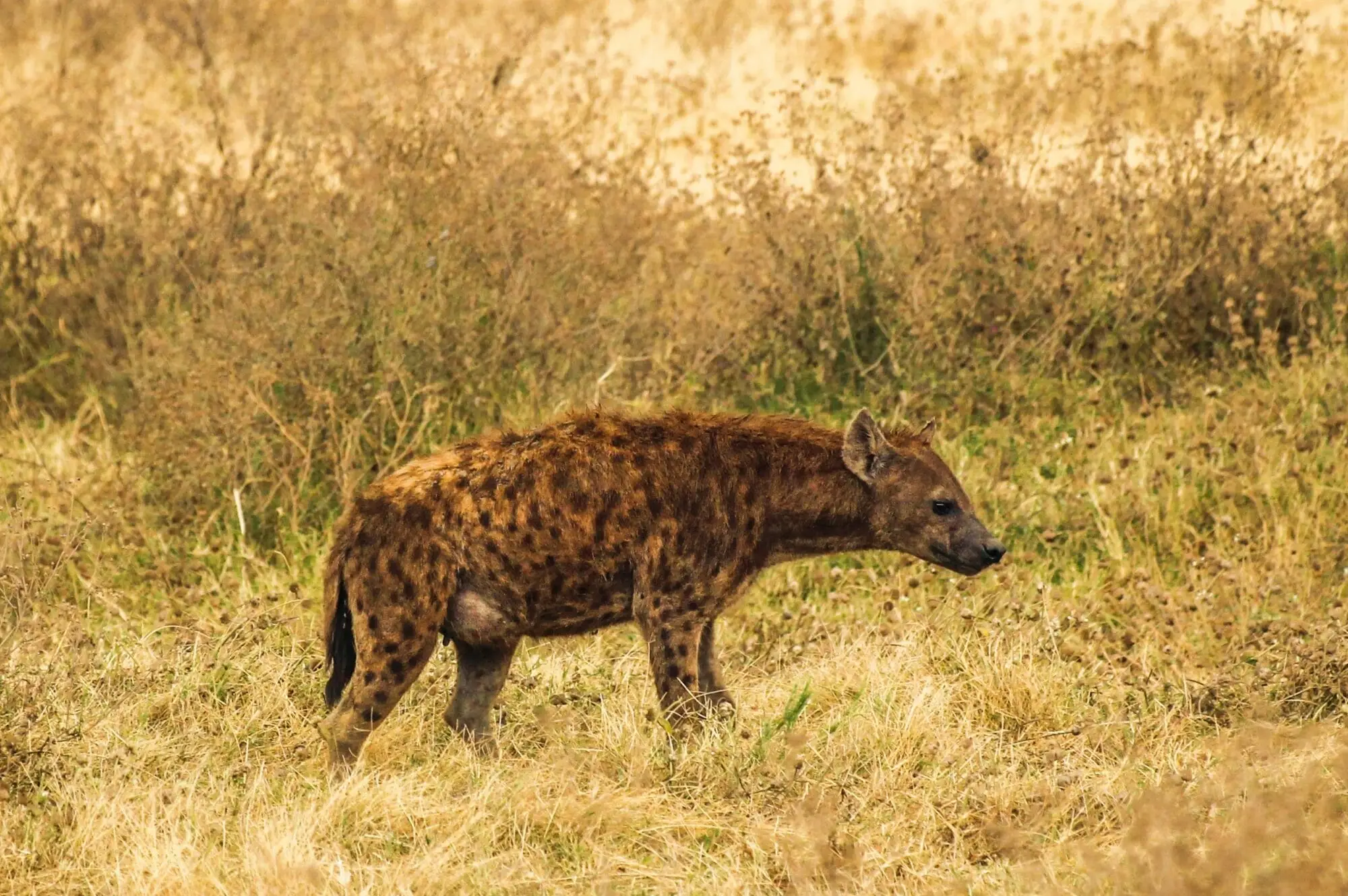 4 Days Wild Safari Queen Elizabeth Attraction