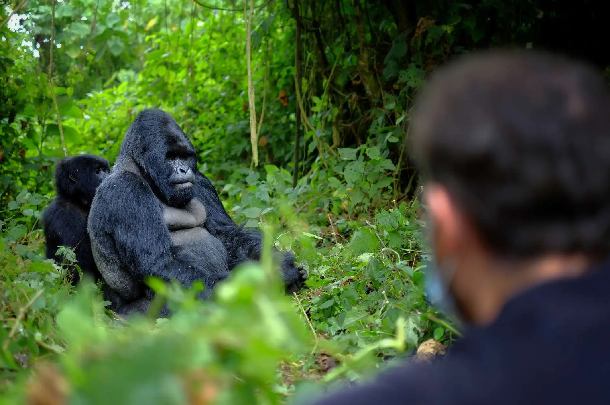 5 Day Rwanda Primate Safari & Ibyiwachu Cultural Village Experience Attractions
