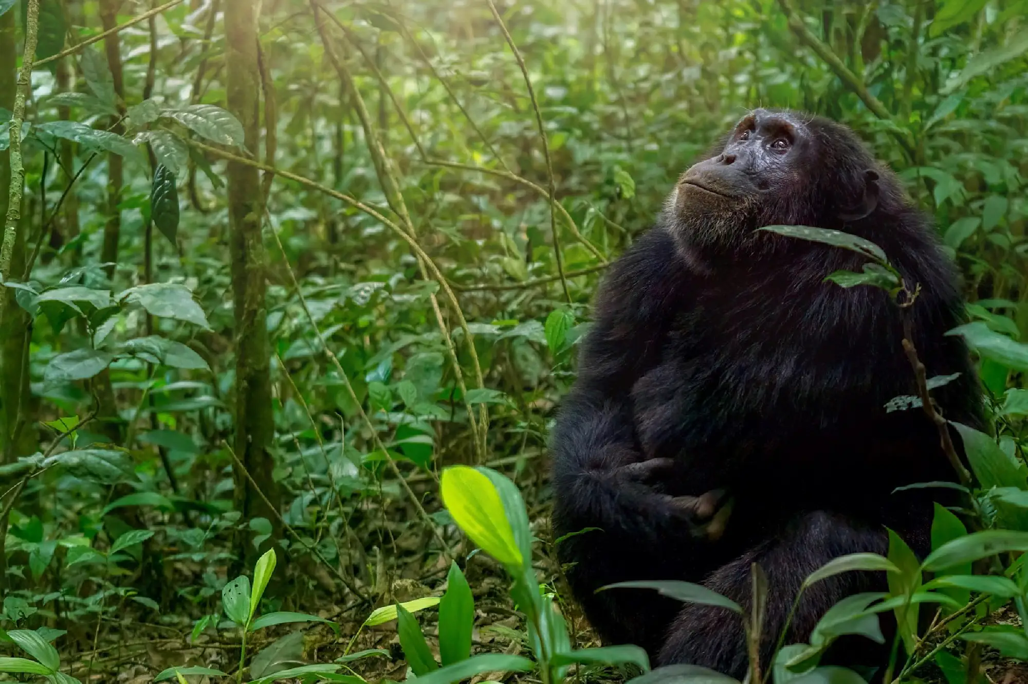 5 Days Gorilla Safari Attractions