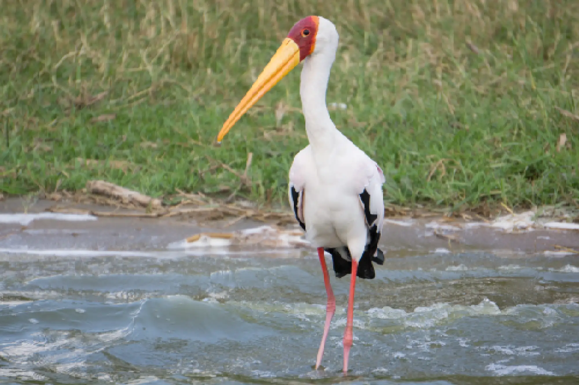 5 Days Gorilla Safari Attractions