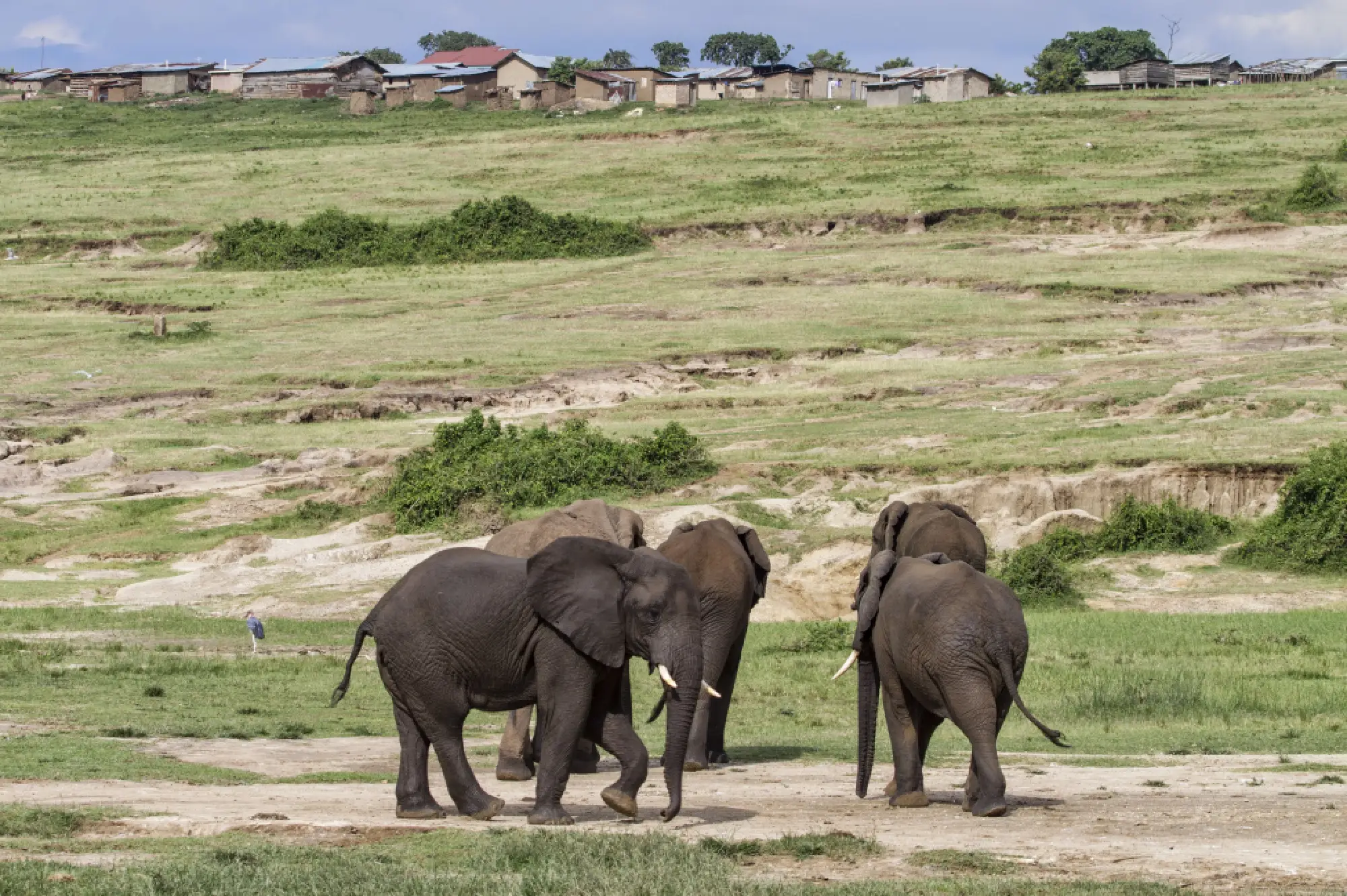 5 Day Gorillas and Wild life Attractions