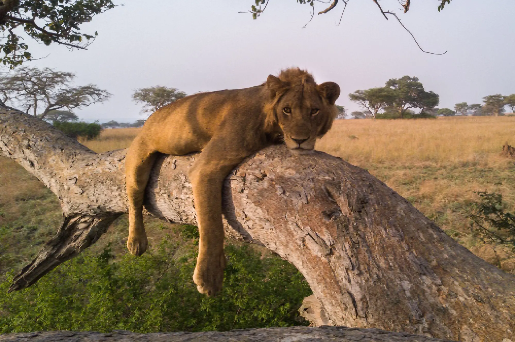 5 Day Gorillas and Wild life Attractions