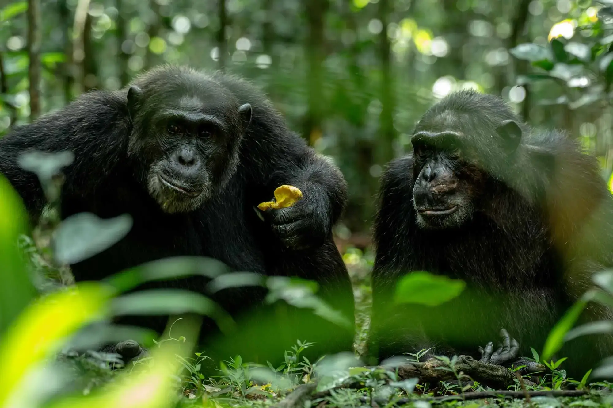 5 Days Lake Mburo & Kibale Forest Safari Attraction