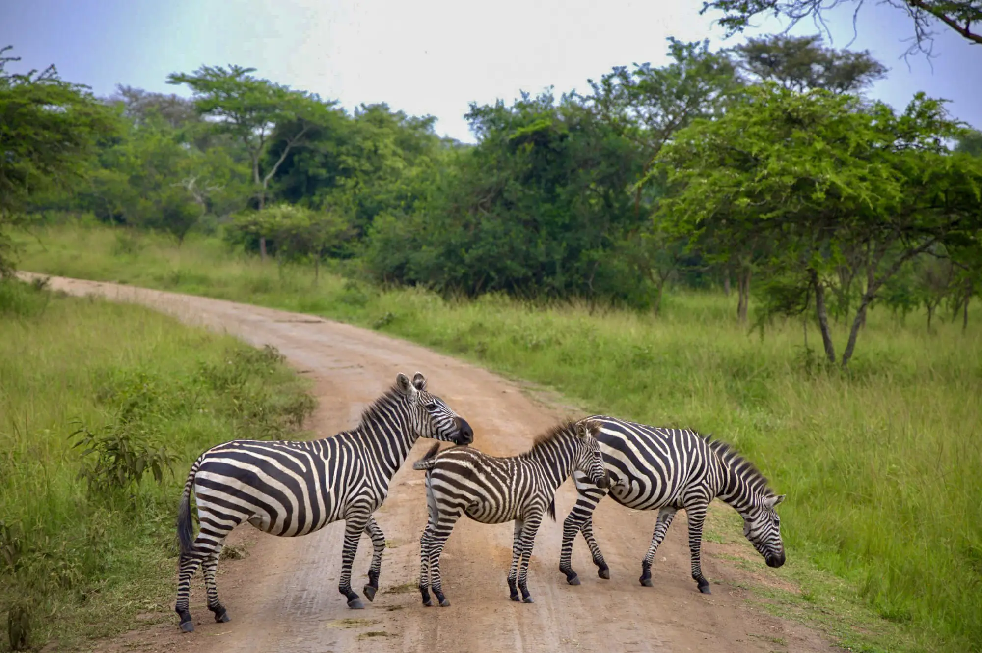 5 Days Lake Mburo & Kibale Forest Safari Attraction