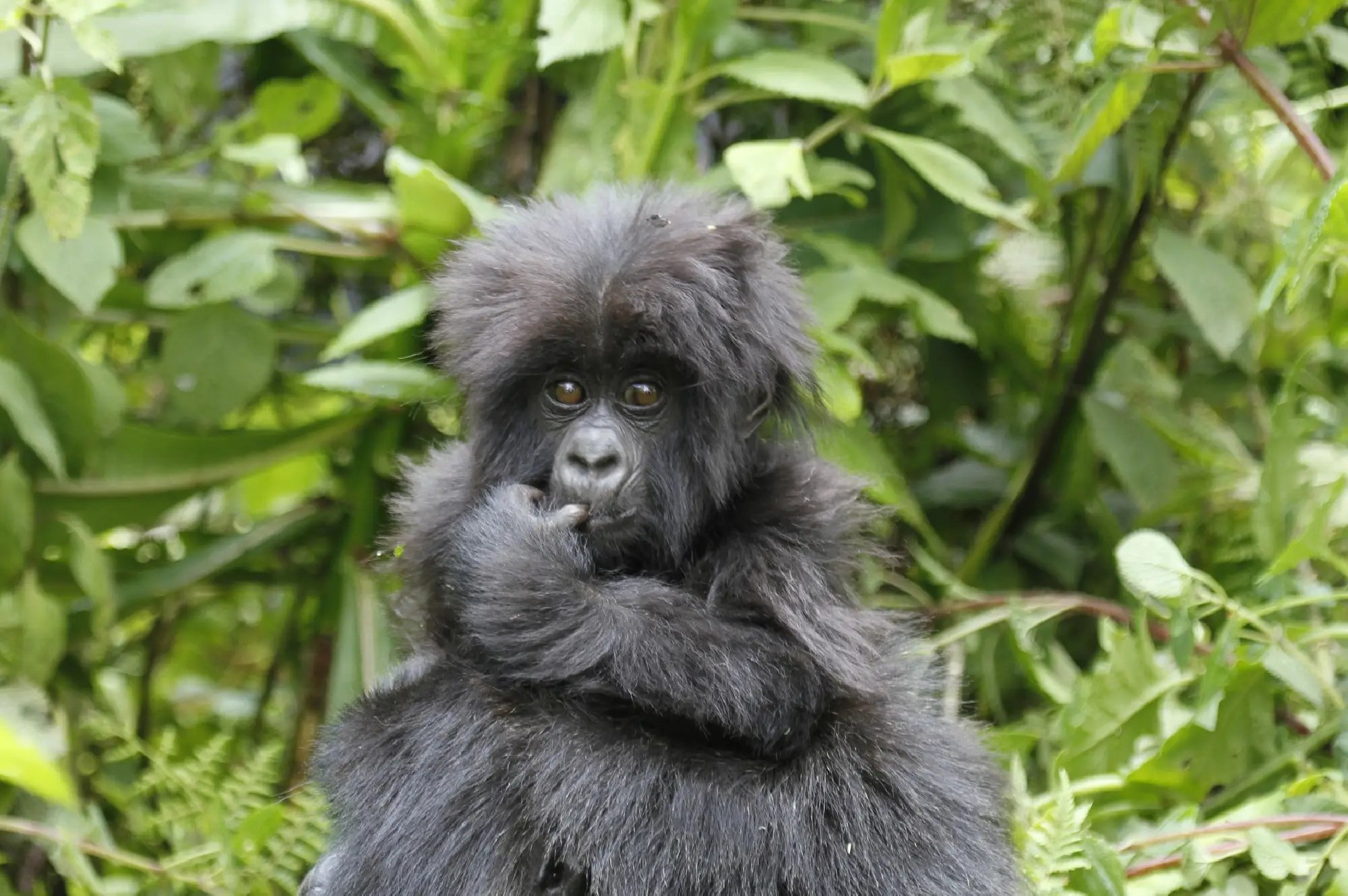 5 days Mgahinga Gorilla & Monkey Trek Attraction