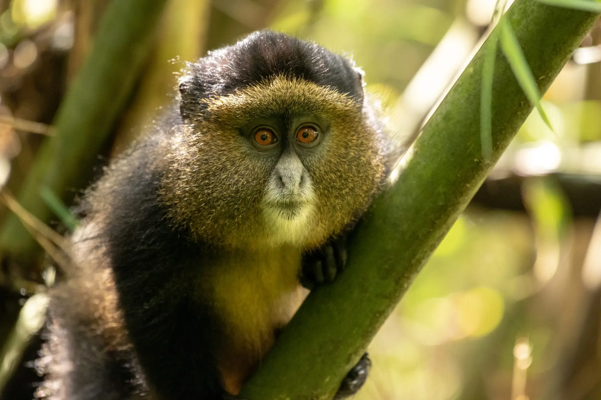5 days Mgahinga Gorilla & Monkey Trek Attraction