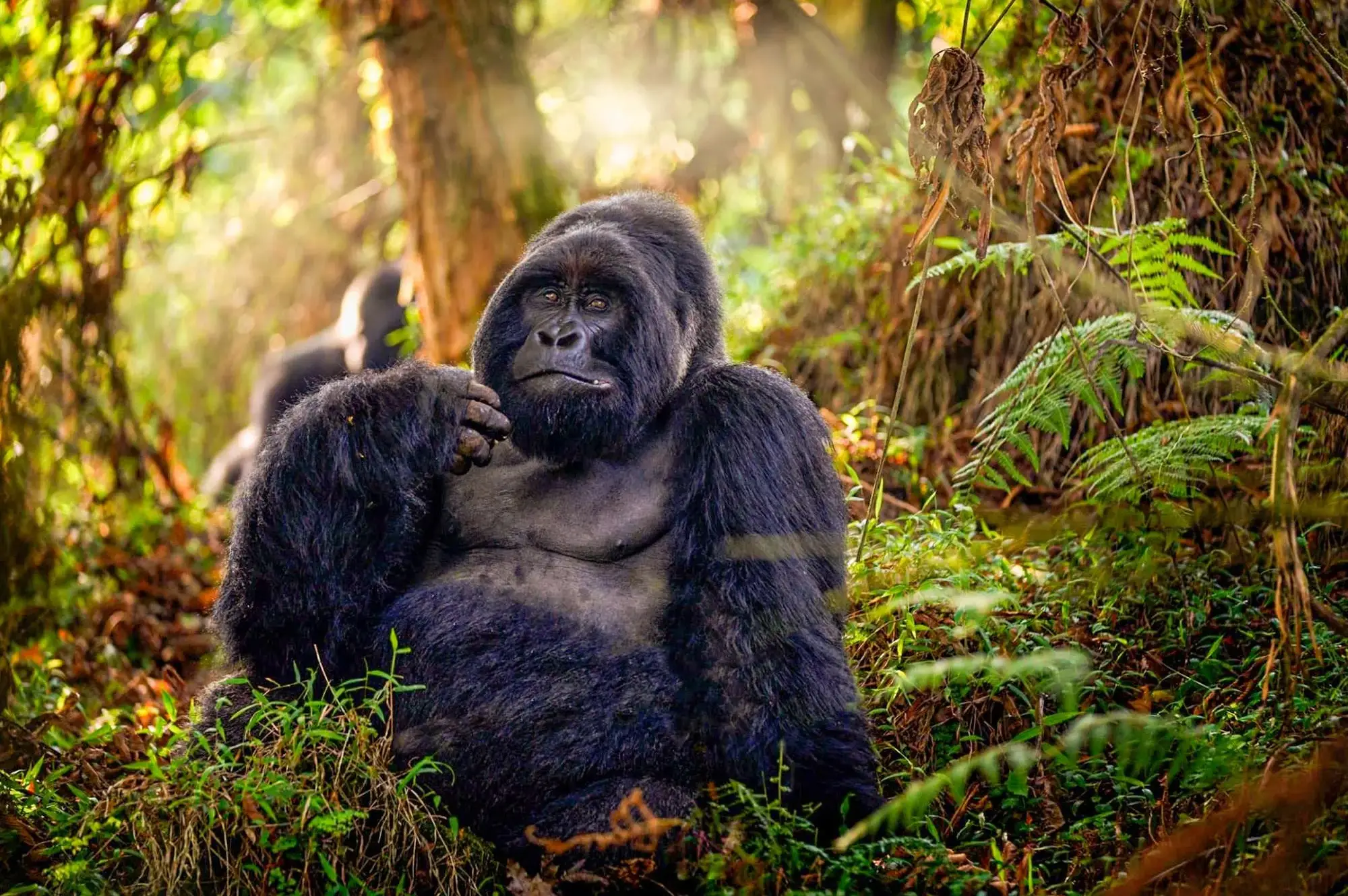 5 days Mgahinga Gorilla & Monkey Trek Attraction