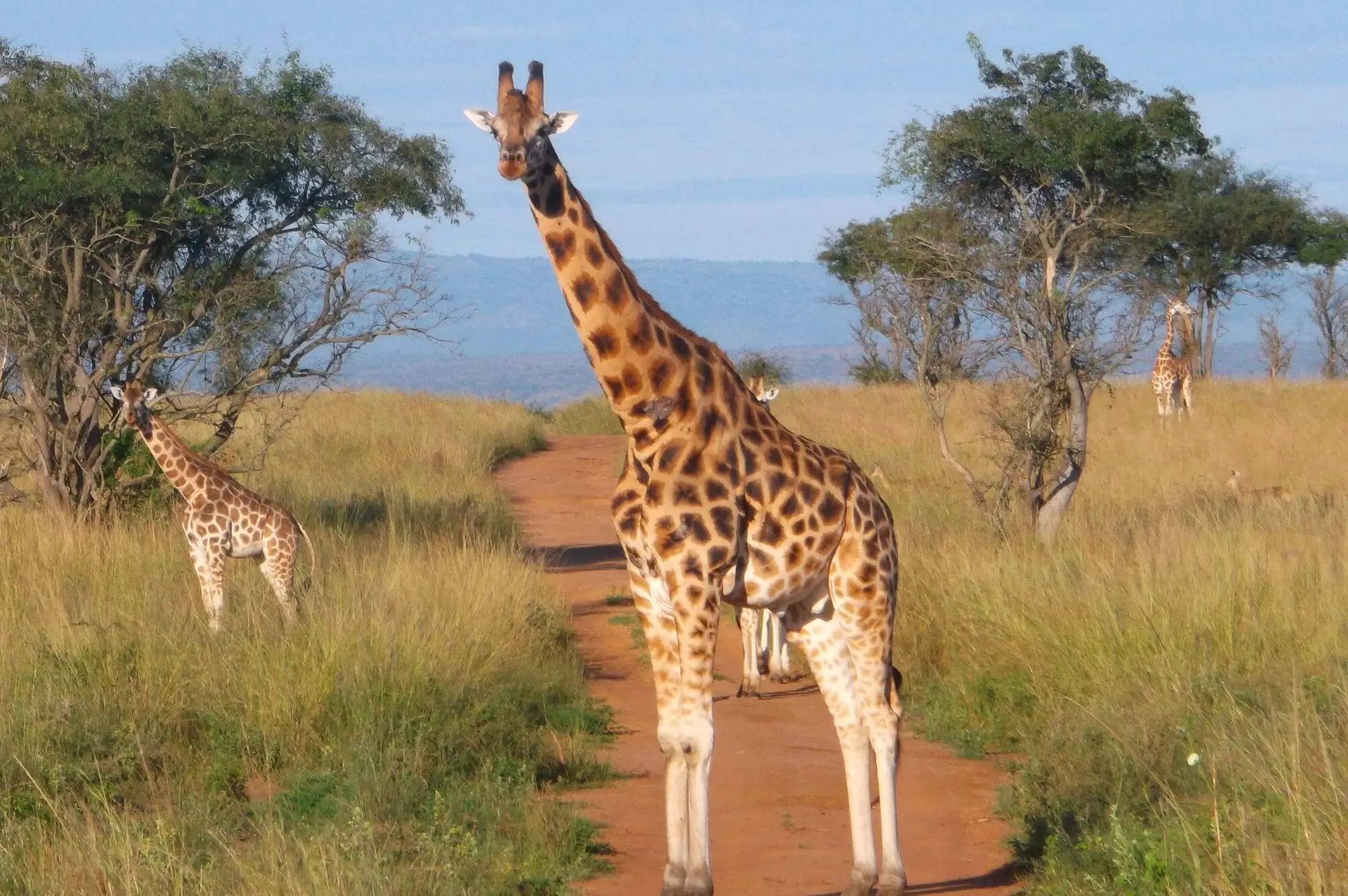 5 days Nile Murchison and Chimpanzee Safari Attraction