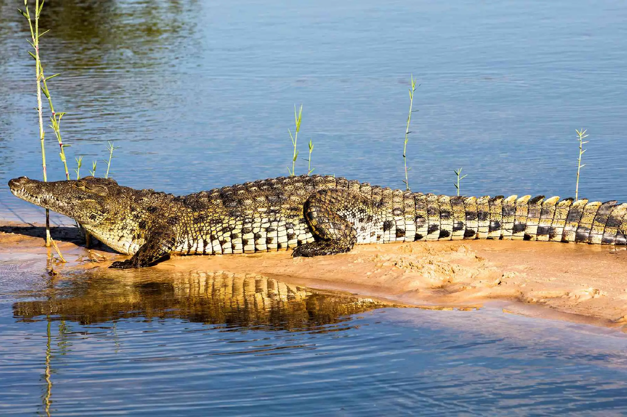 5 days Nile Murchison and Chimpanzee Safari Attraction