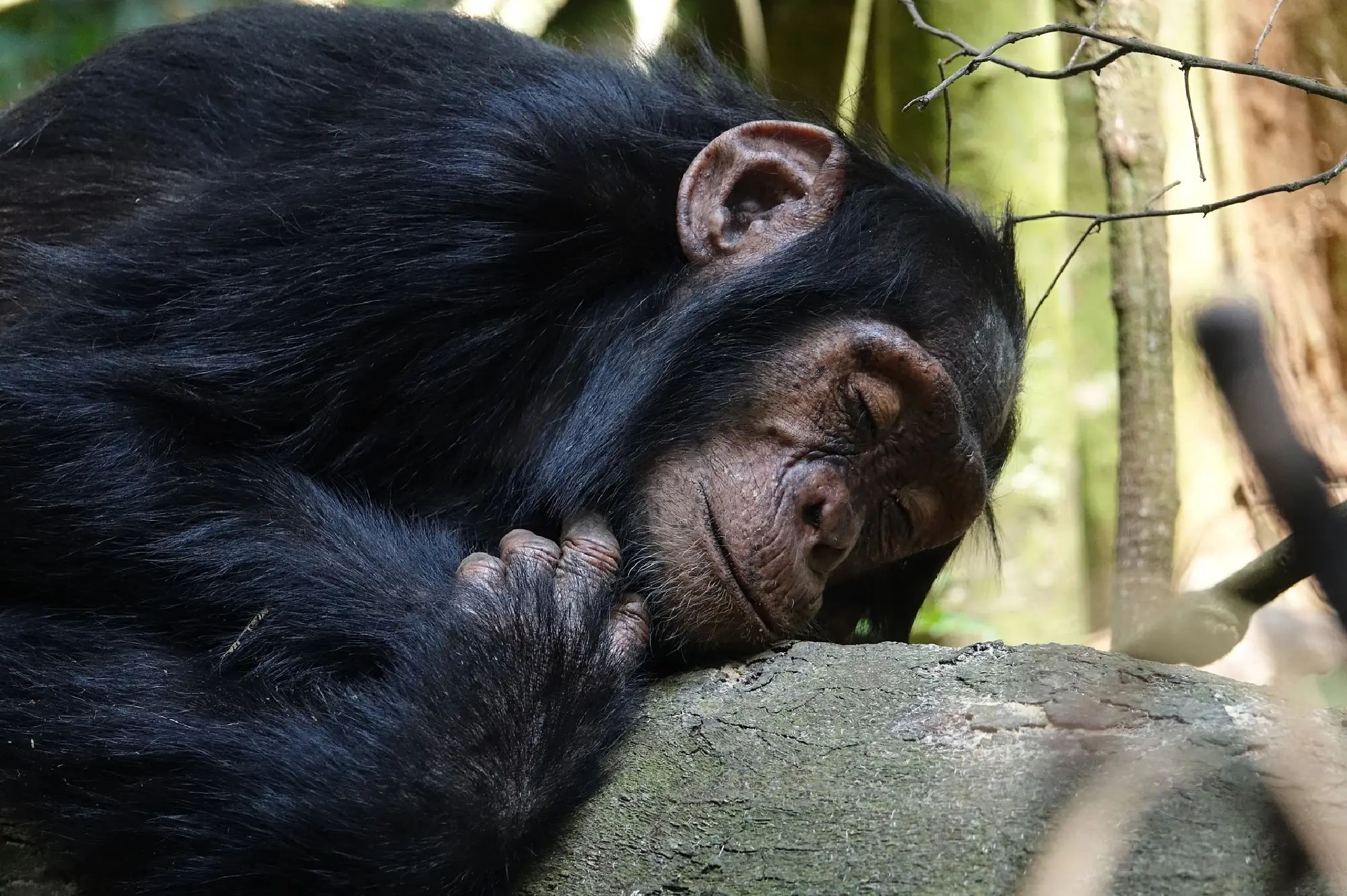 5 Days Queen Kibale Bigodi Swamp Safari Attraction