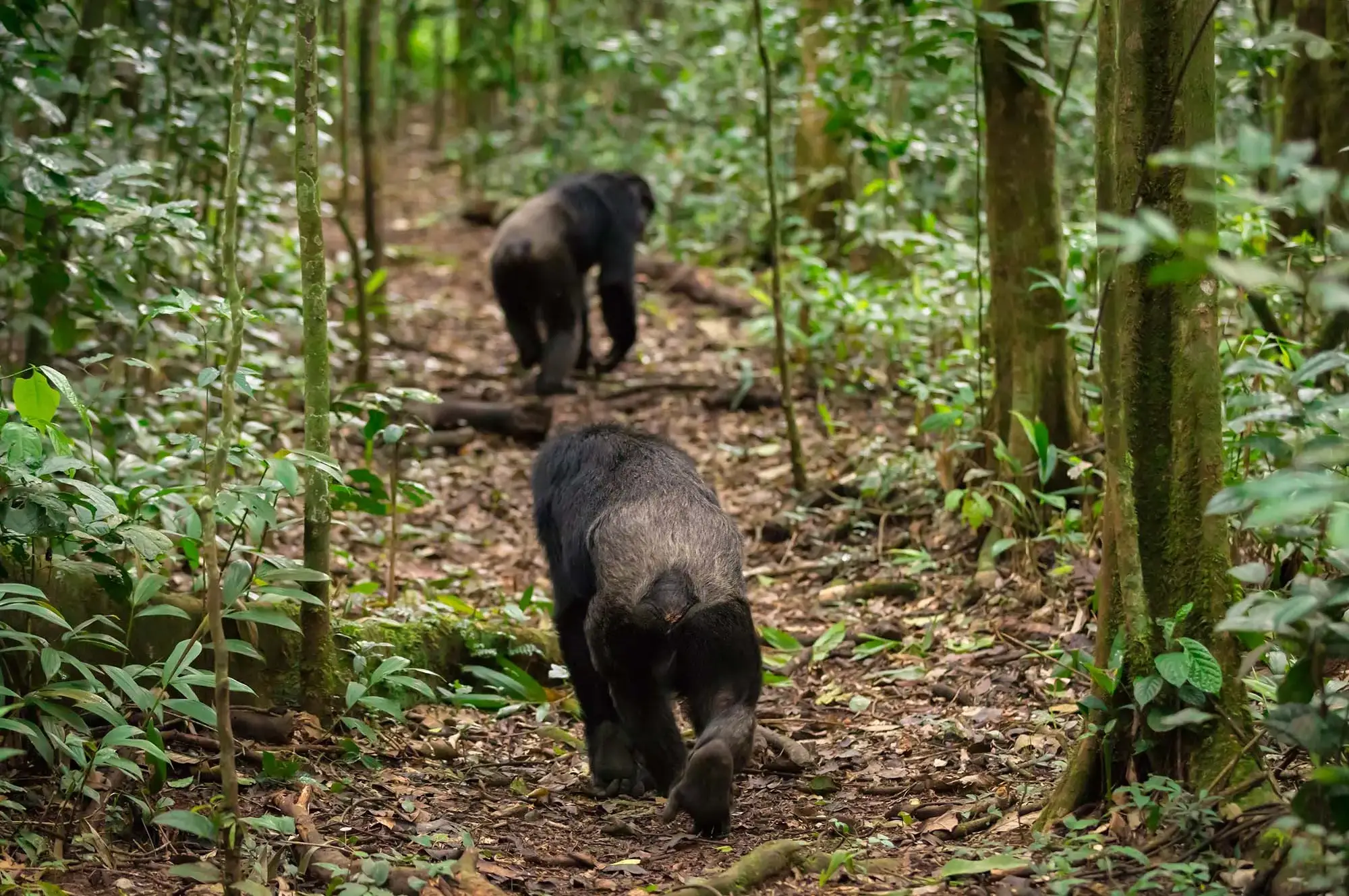 5 Days Queen Kibale Bigodi Swamp Safari Attraction