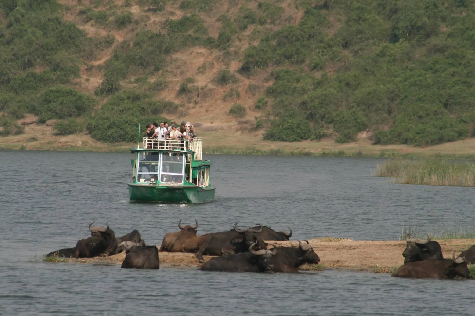 5 Days Queen Kibale Bigodi Swamp Safari Attraction