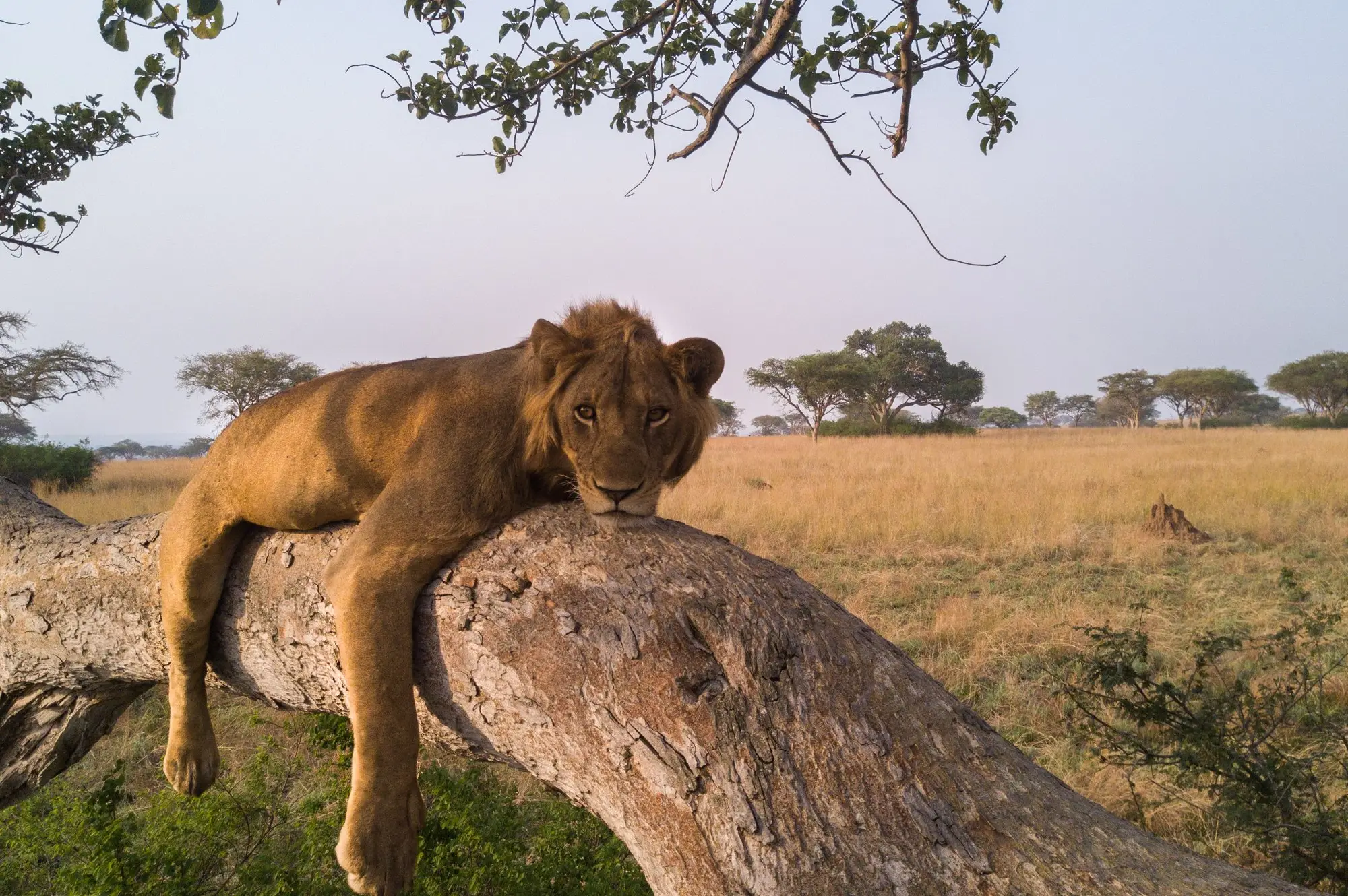 5 Days Queen Kibale Bigodi Swamp Safari Attraction