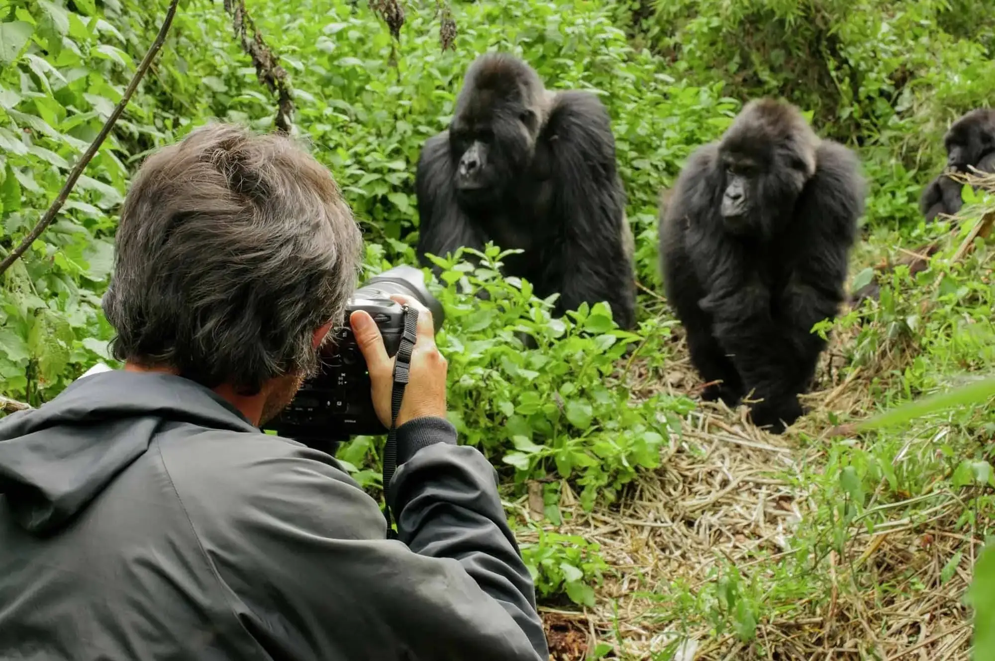 5 Days Uganda Gorilla & Wildlife Camping Safari Attraction