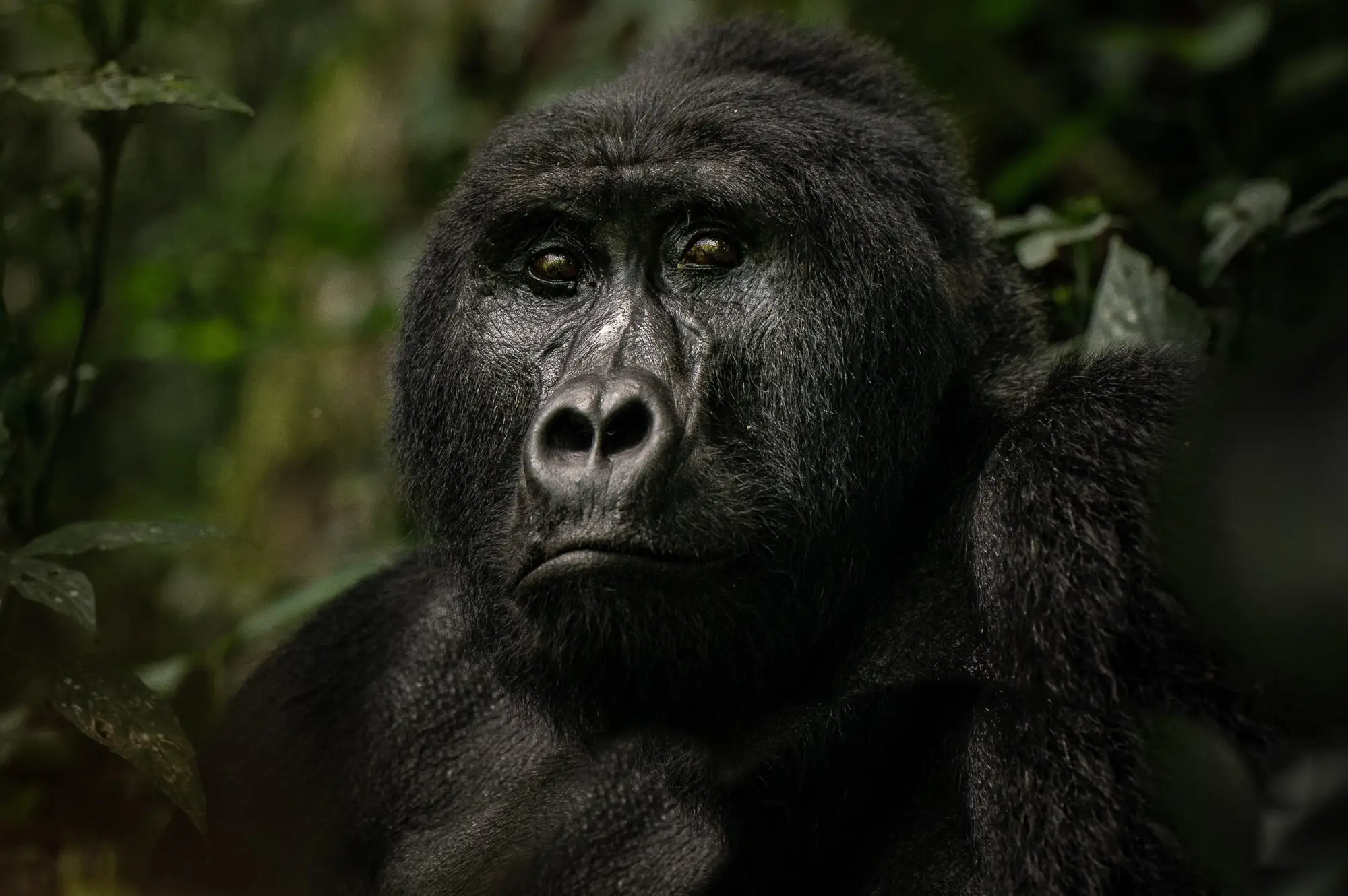 5 Days Uganda Gorilla & Wildlife Camping Safari Attraction