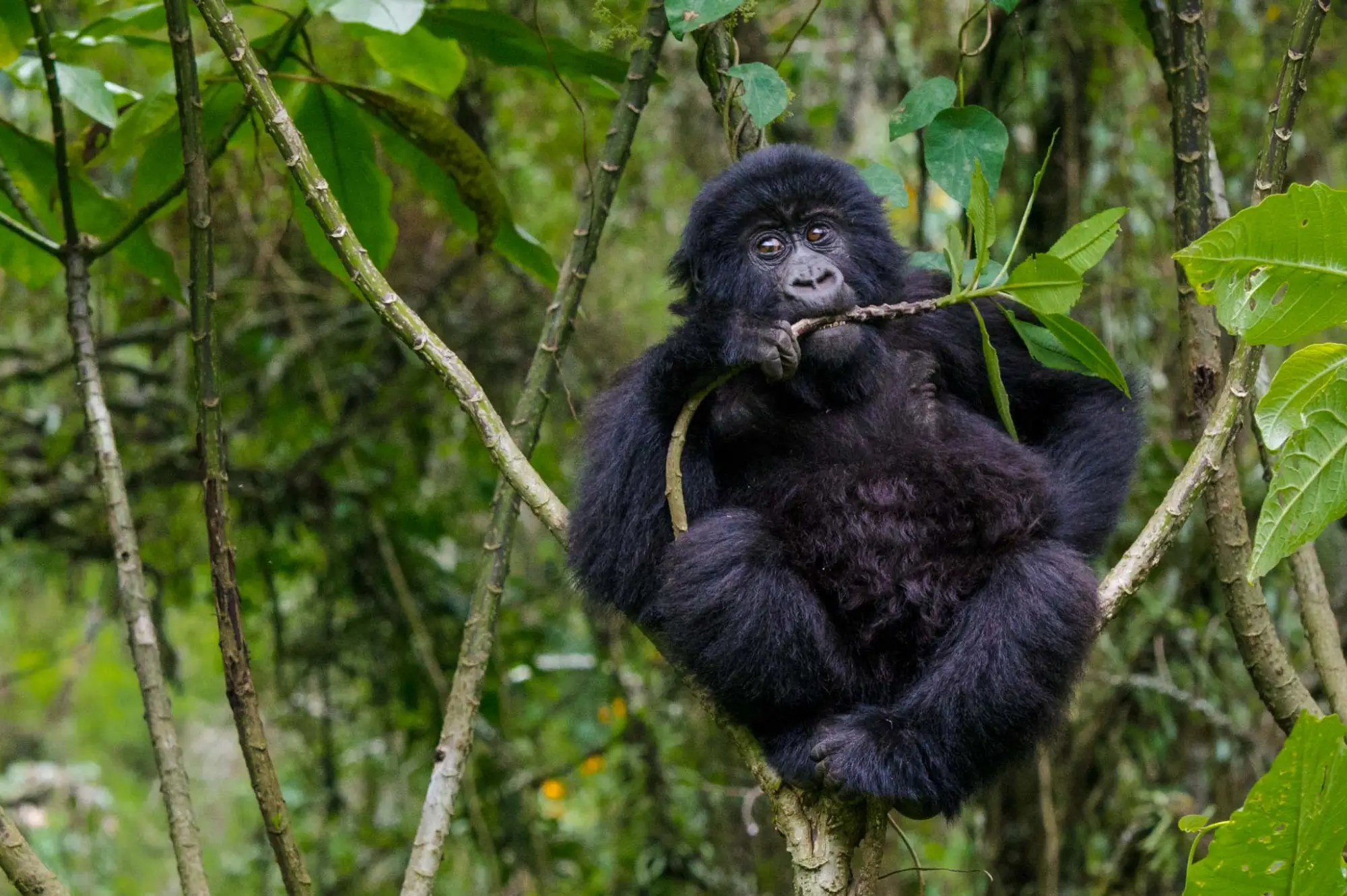 5 Days Wildlife and Gorilla Safari Attractions