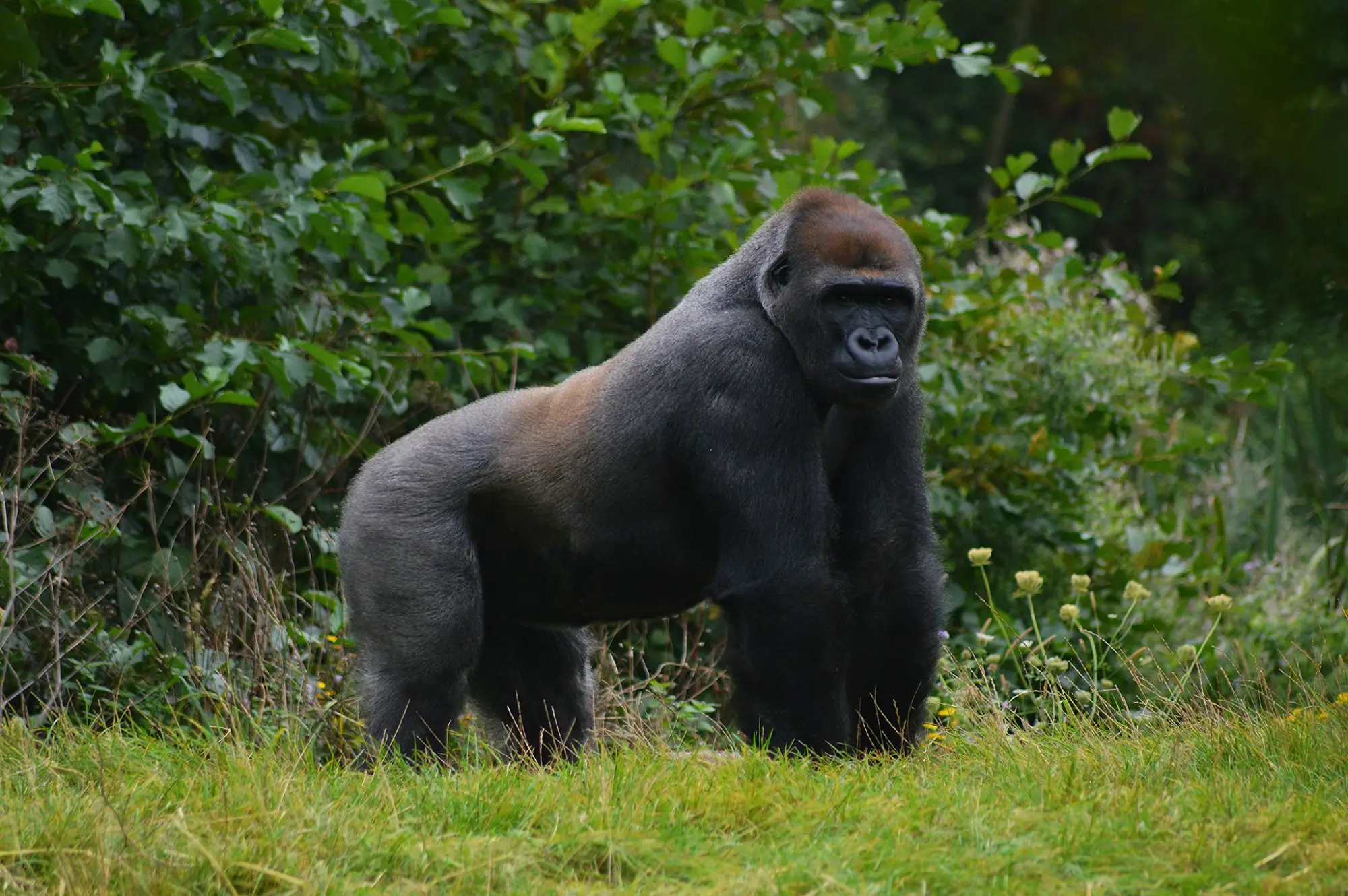 5 Days Wildlife and Gorilla Safari Attractions