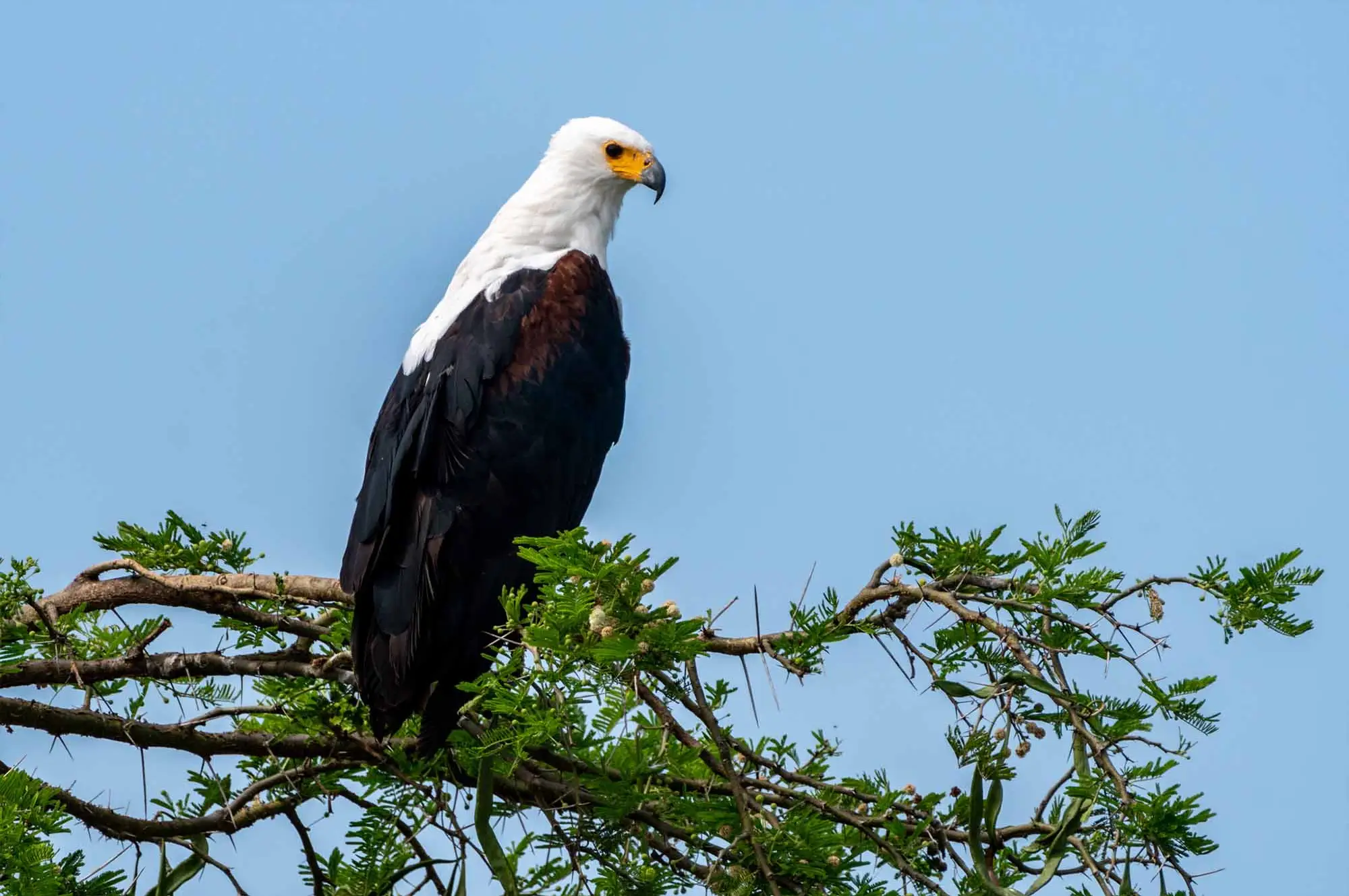 6 Days Bird Viewing Queen Elizabeth Safari Attraction