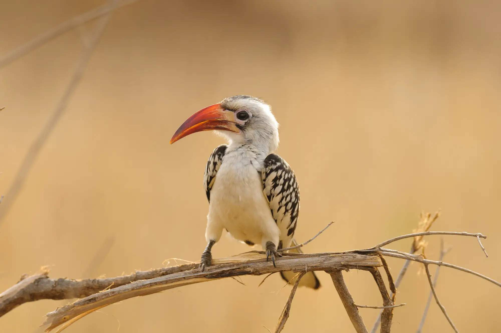 6 Days Bird Viewing Queen Elizabeth Safari Attraction