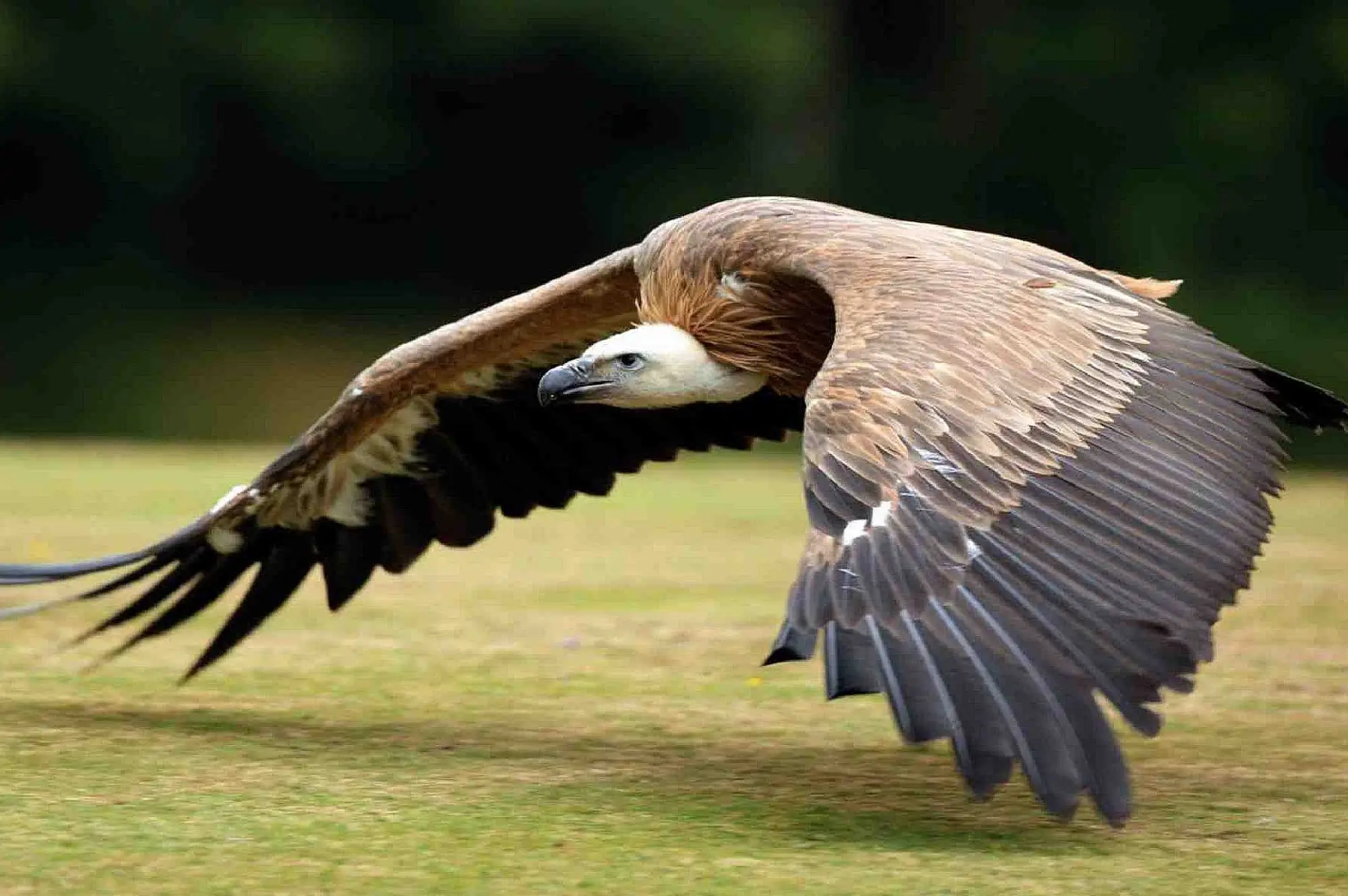 6 Days Bird Viewing Queen Elizabeth Safari Attraction