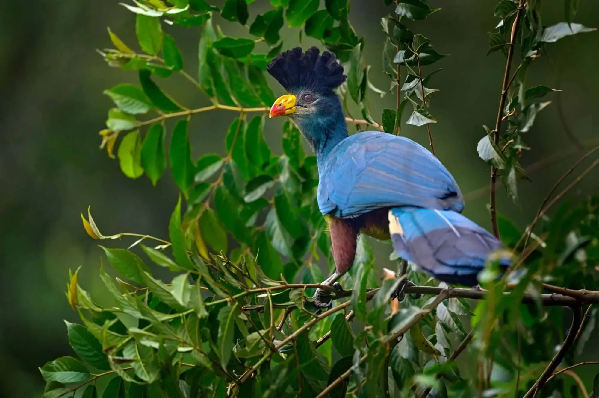 6 Days Bird Viewing Queen Elizabeth Safari Attraction