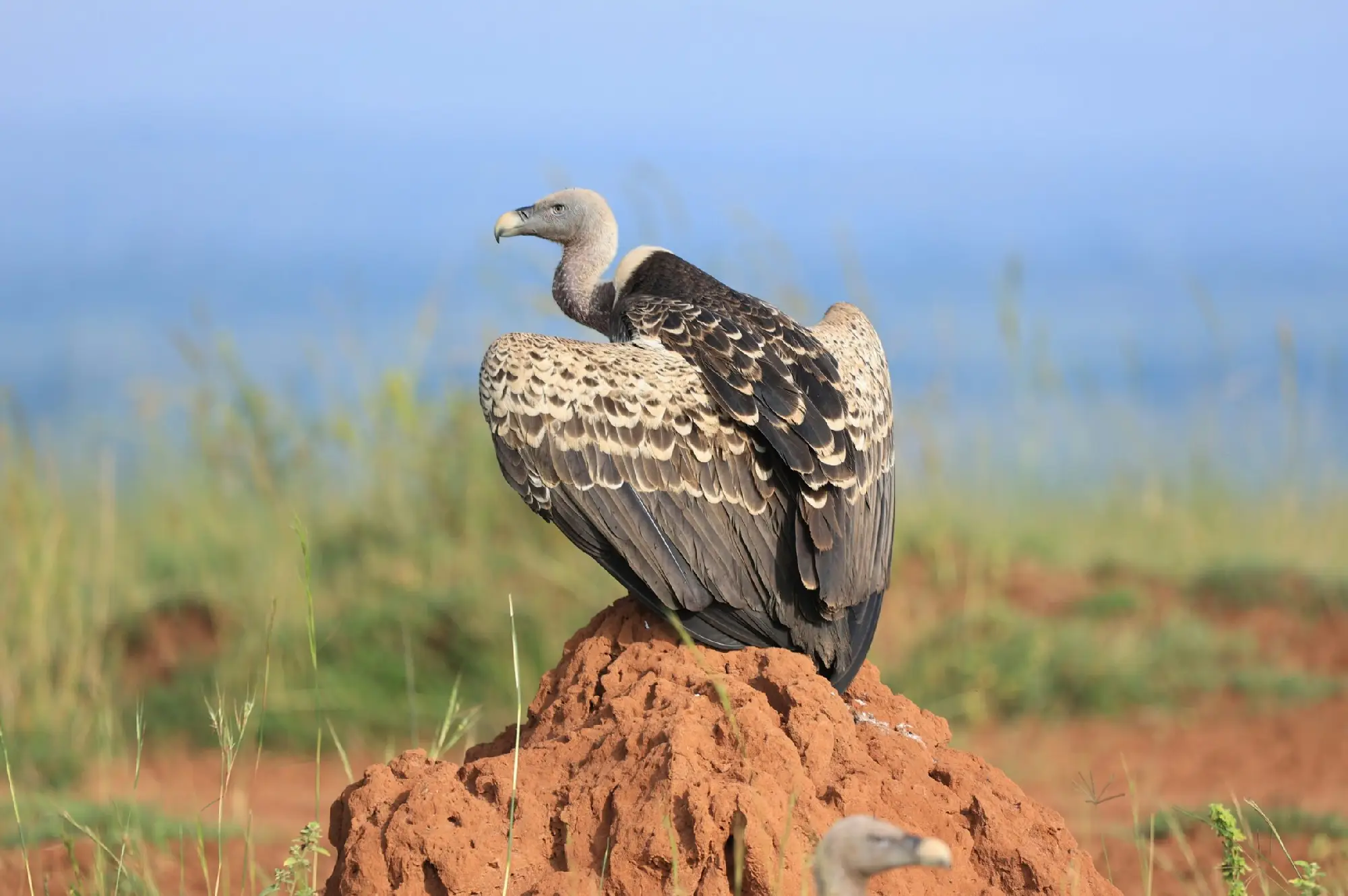 6 Days Kidepo and Murchison Falls Wildlife Safari Attraction