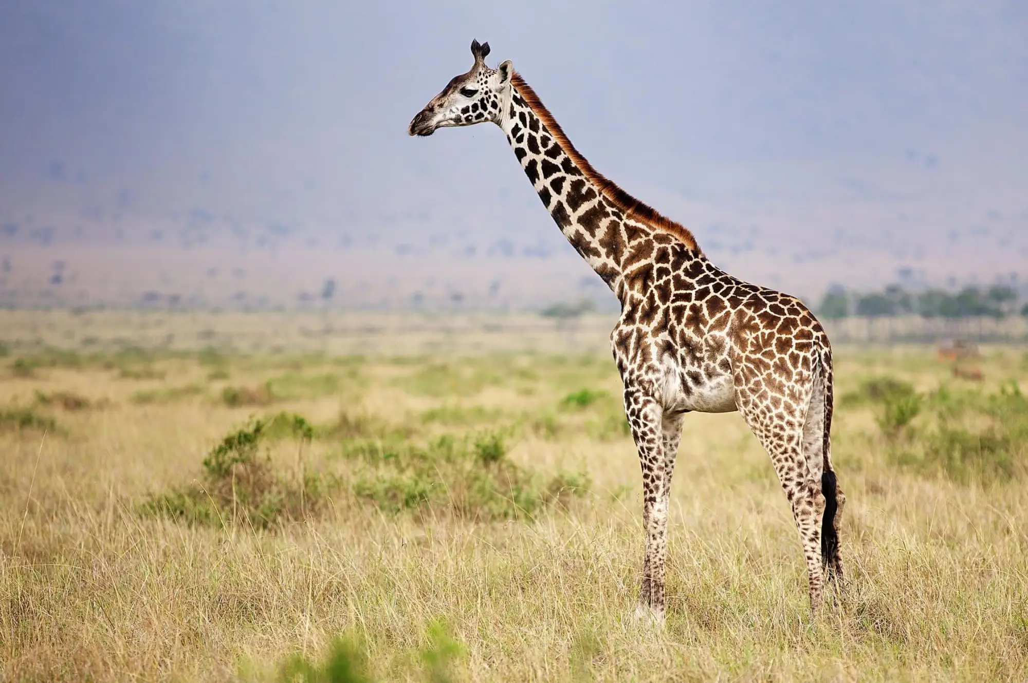 6 Days Kidepo and Murchison Falls Wildlife Safari Attraction