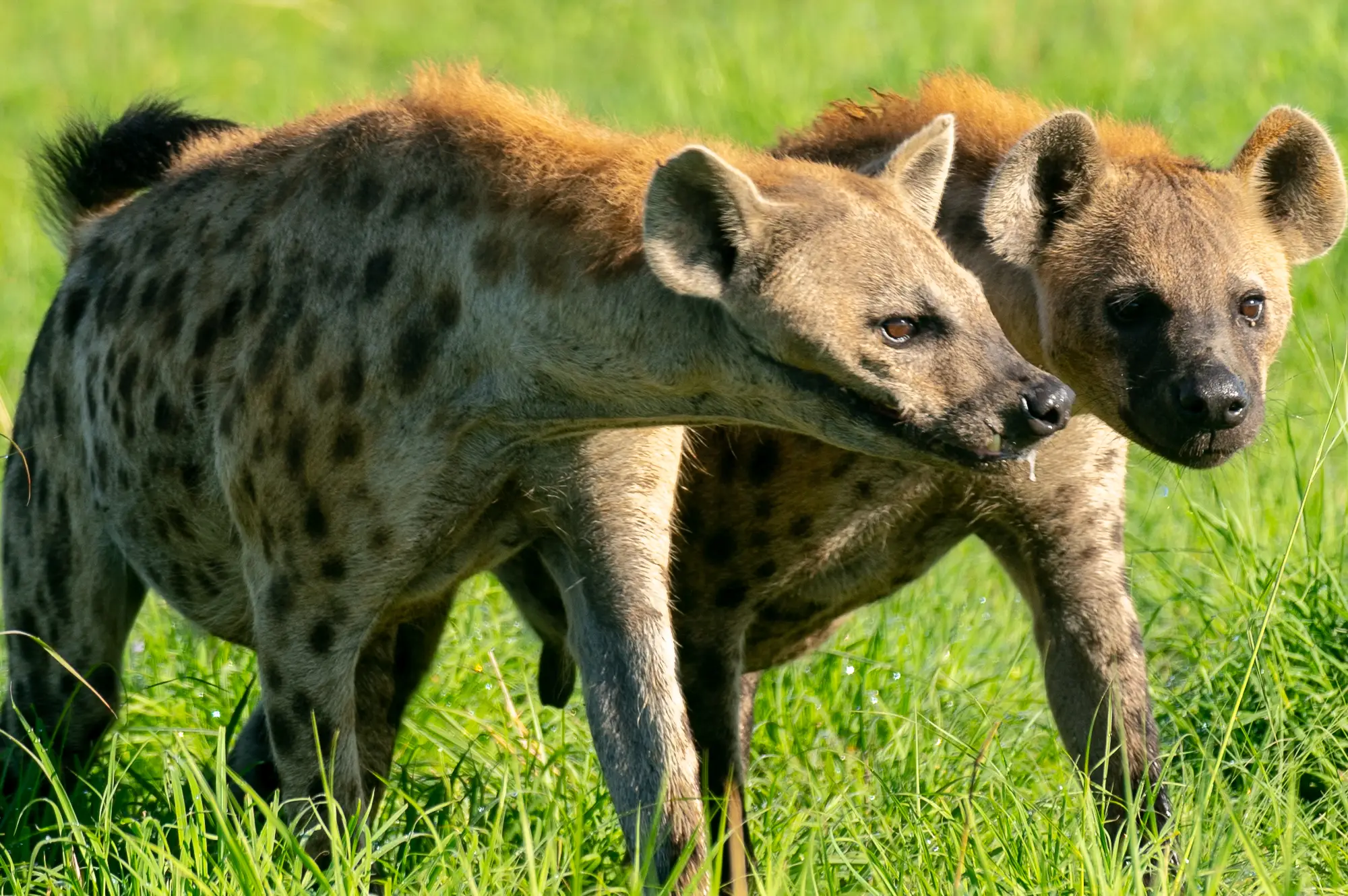 6 Days Kidepo and Murchison Falls Wildlife Safari Attraction