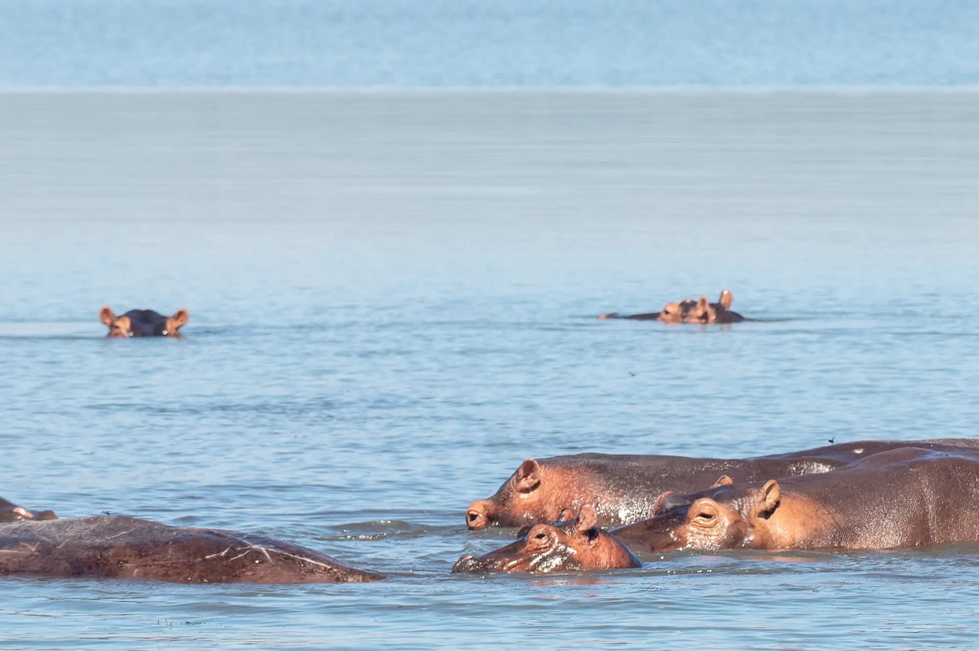 6 Days Kidepo and Murchison Falls Wildlife Safari Attraction