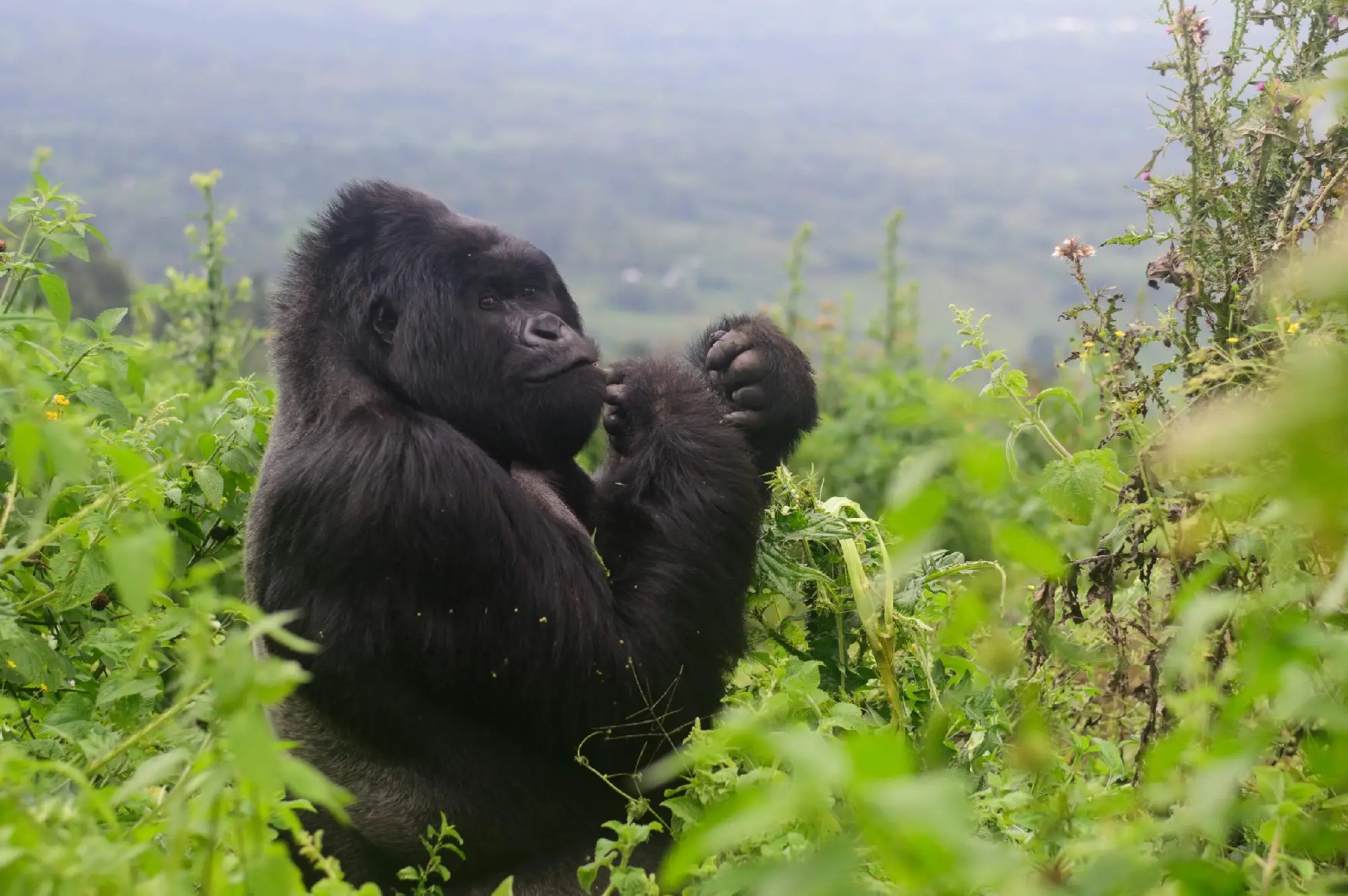 6 Days Mgahinga Hiking Safari Trekking