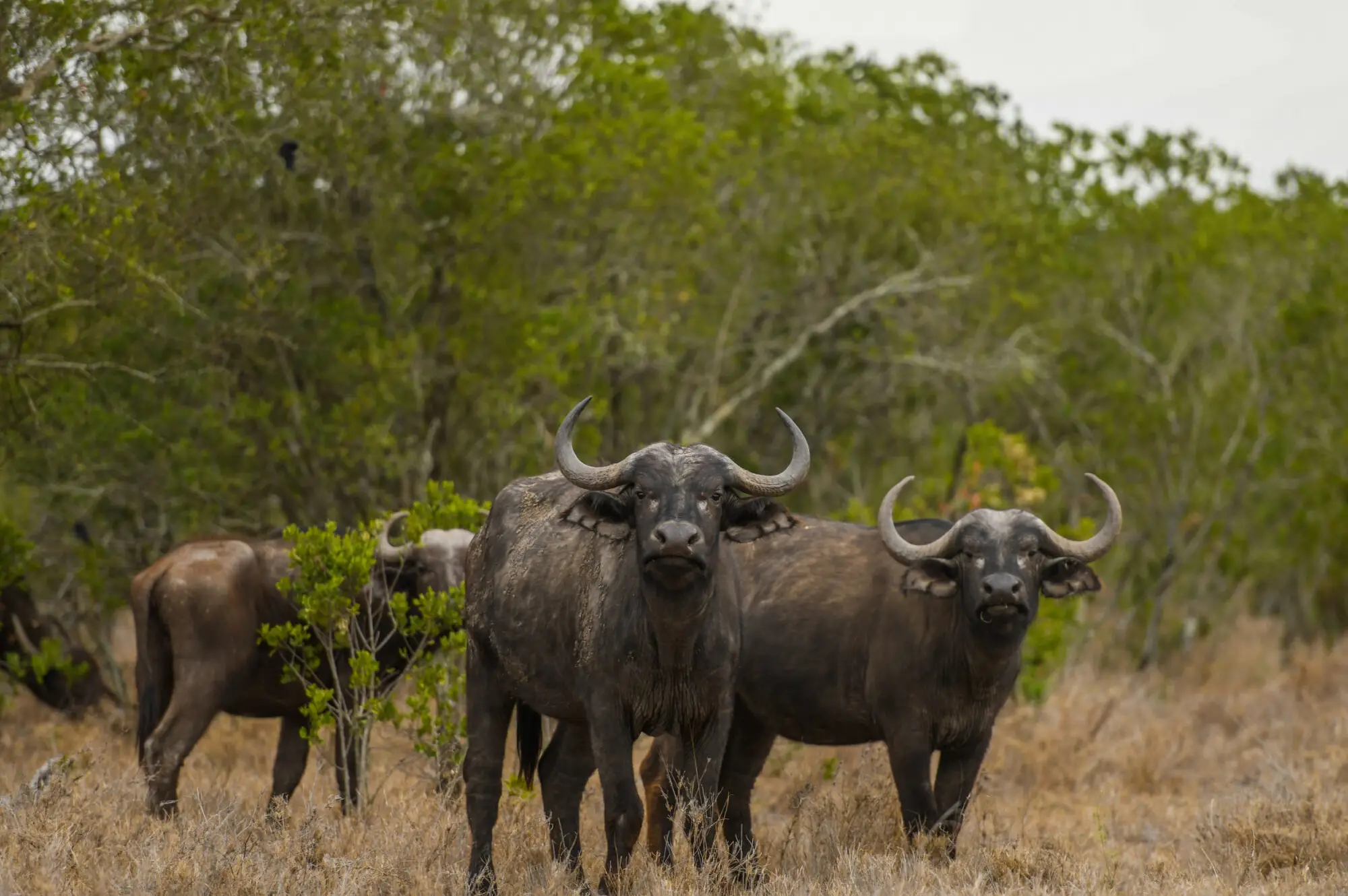 6 Days Murchison, Kibale, Queen Safari Attraction