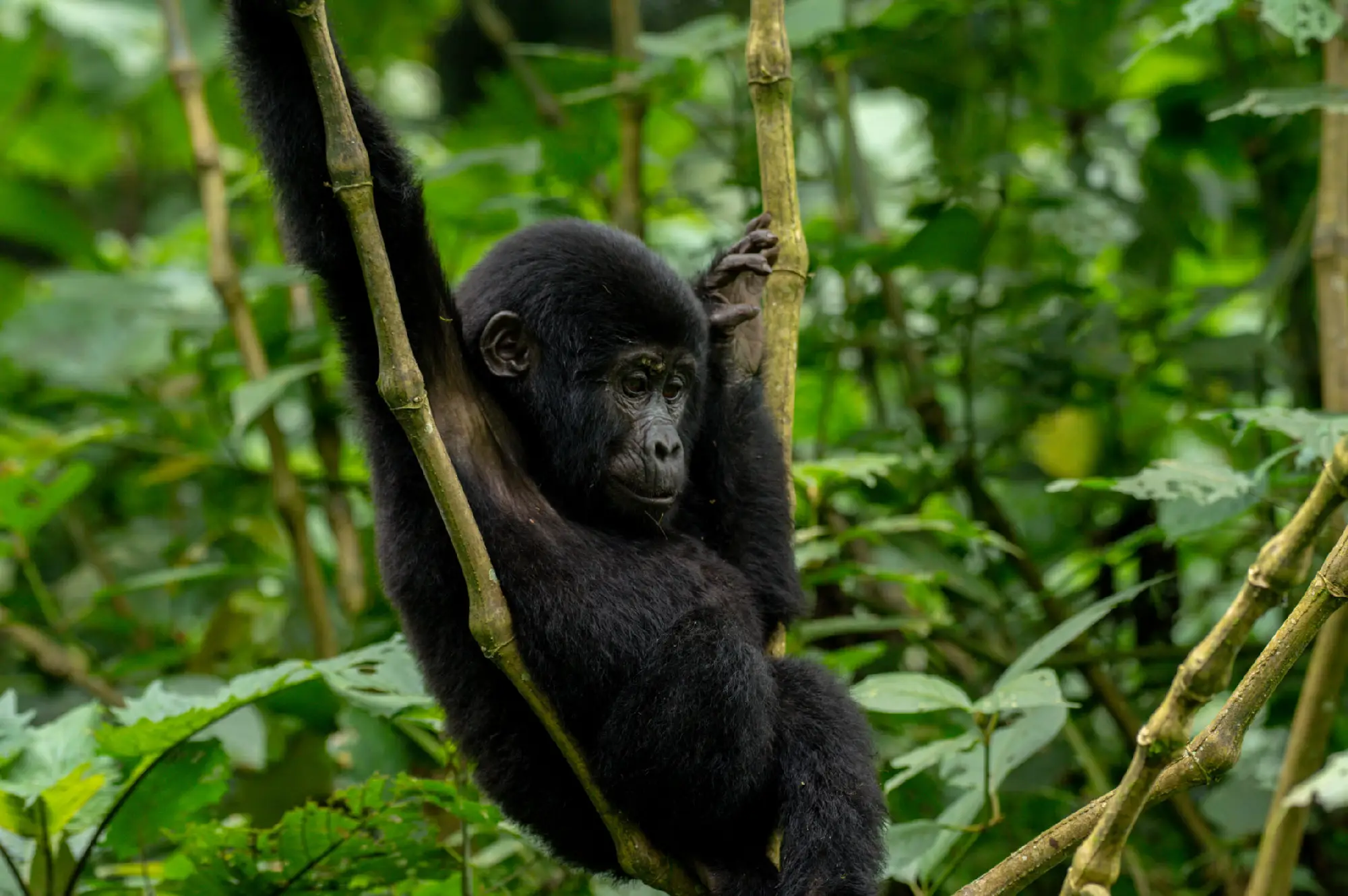 6 Days Murchison, Kibale, Queen Safari Attraction
