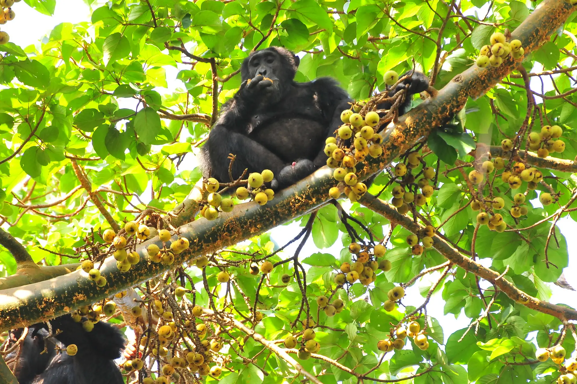 6 Days Murchison, Kibale, Queen Safari Attraction