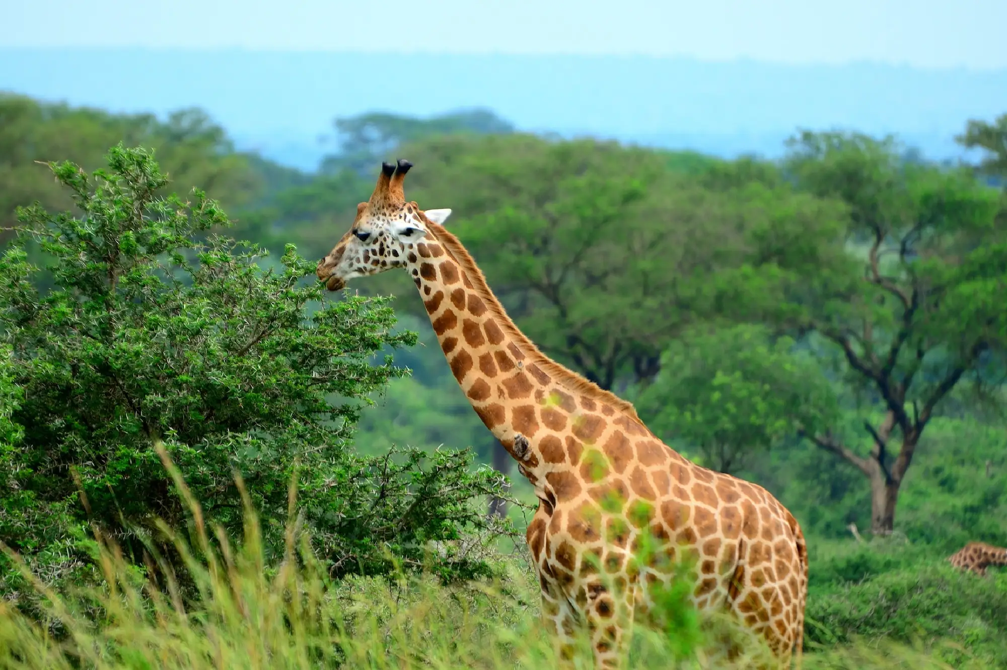 6 Days Murchison, Kibale, Queen Safari Attraction